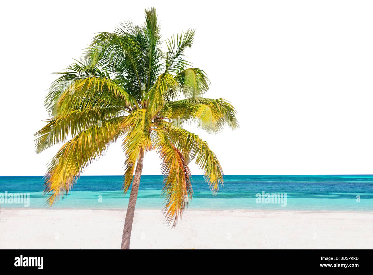 Palmier sur une plage des caraïbes, paysage de voyage tropical isolé sur fond blanc, découpé Banque D'Images