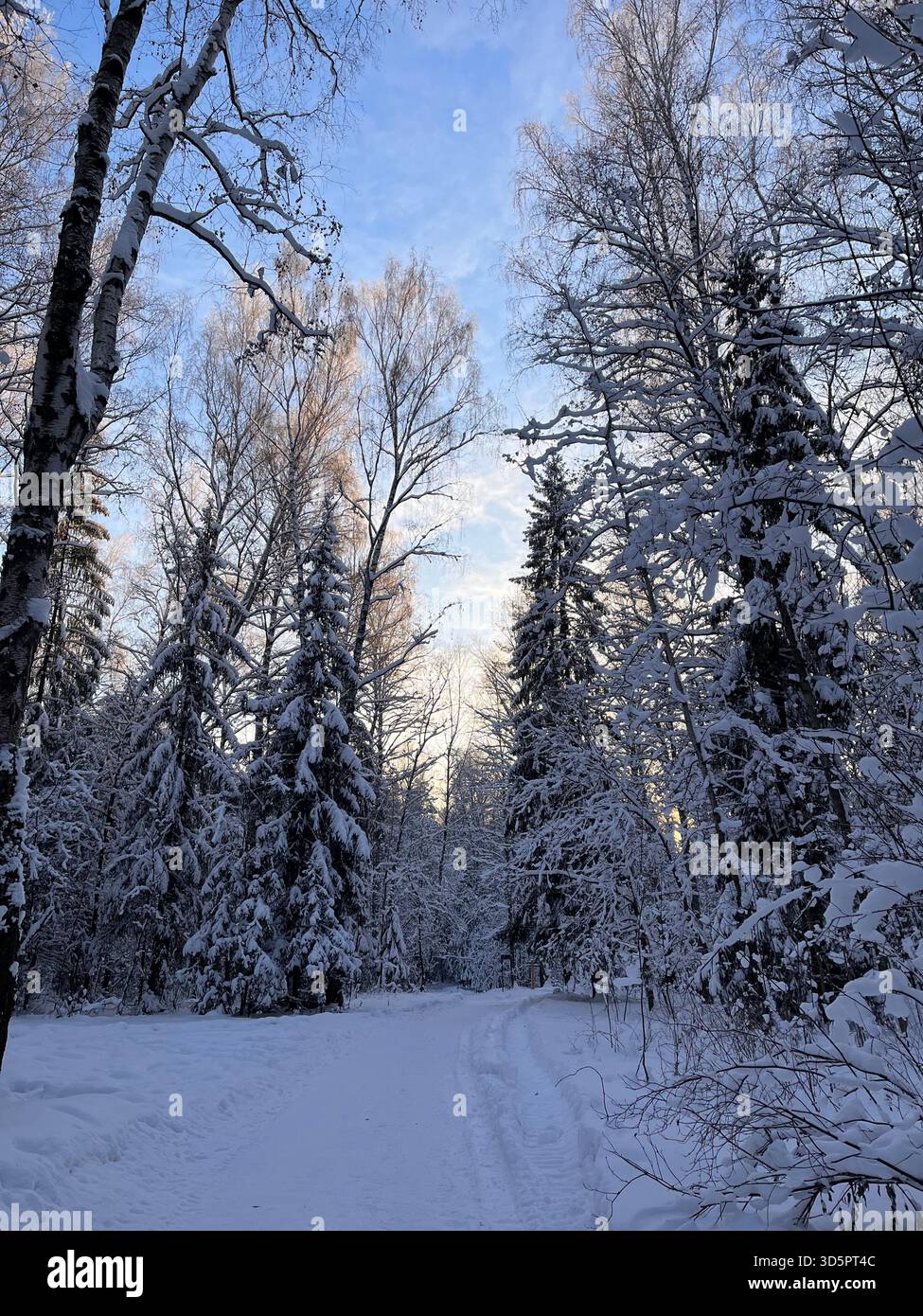 Un paysage hivernal serein dans une forêt enneigée, avec un chemin sinueux flanqué de grands arbres à feuilles persistantes et de bouleaux saupoudrés de neige fraîche Banque D'Images