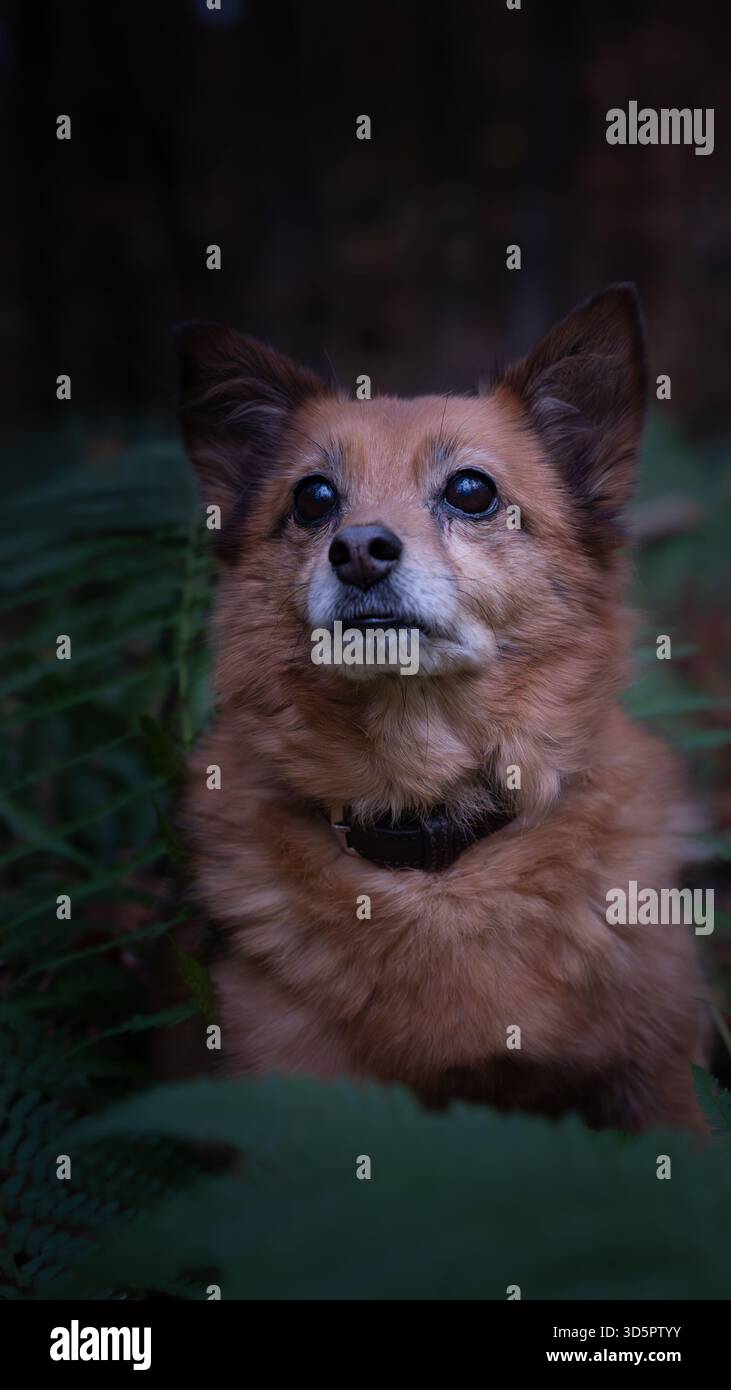 Vieux chien marchant à travers l'environnement forestier dans un cadre naturel extérieur Banque D'Images