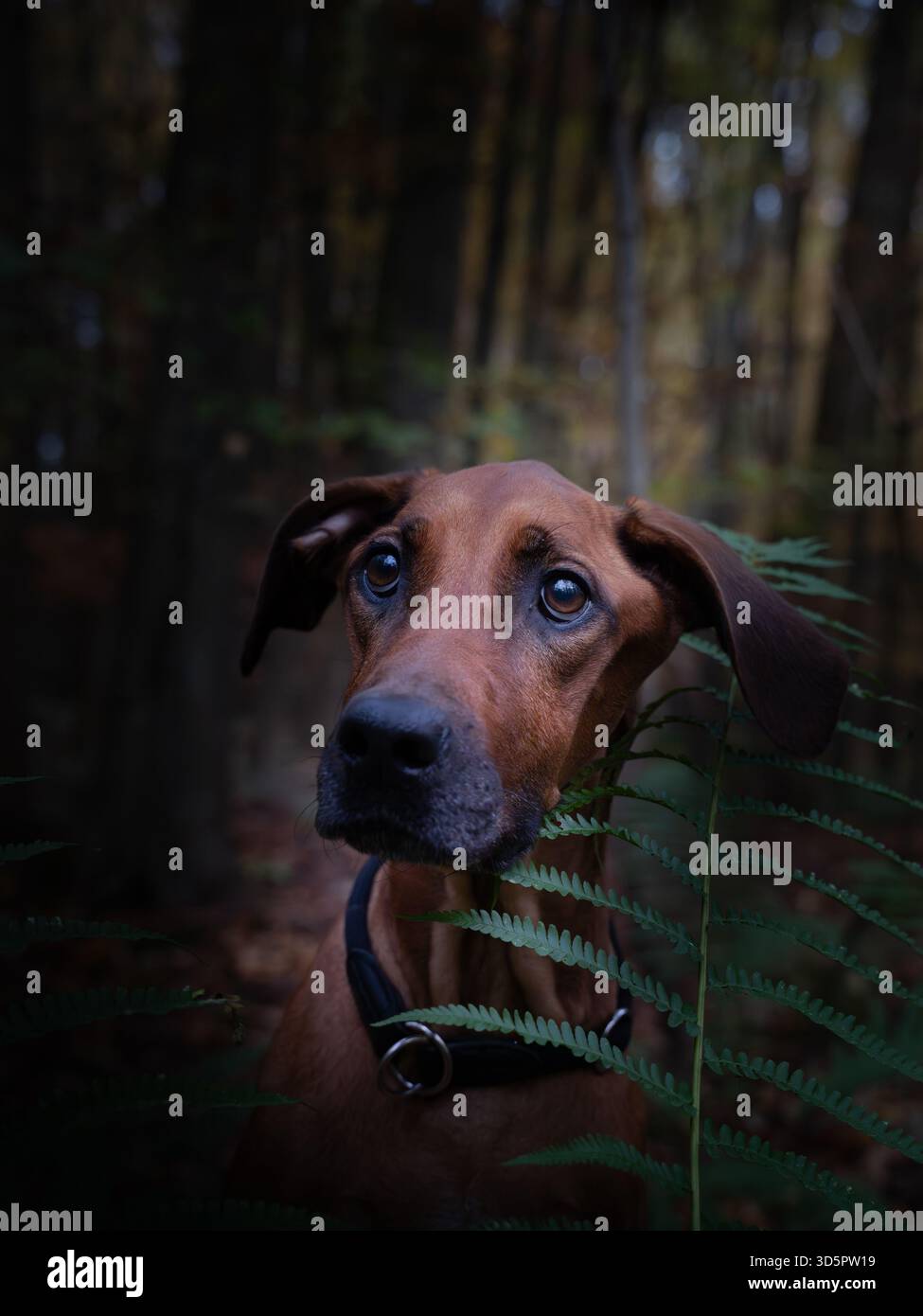 Chien Rhodésien Ridgeback marchant à travers l'environnement forestier dans un cadre naturel extérieur Banque D'Images