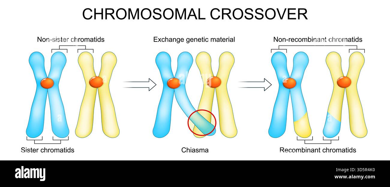 Croisement chromosomique. Chromosomes recombinants. Méiose et variations génétiques. Biologie moléculaire. Illustration vectorielle Illustration de Vecteur