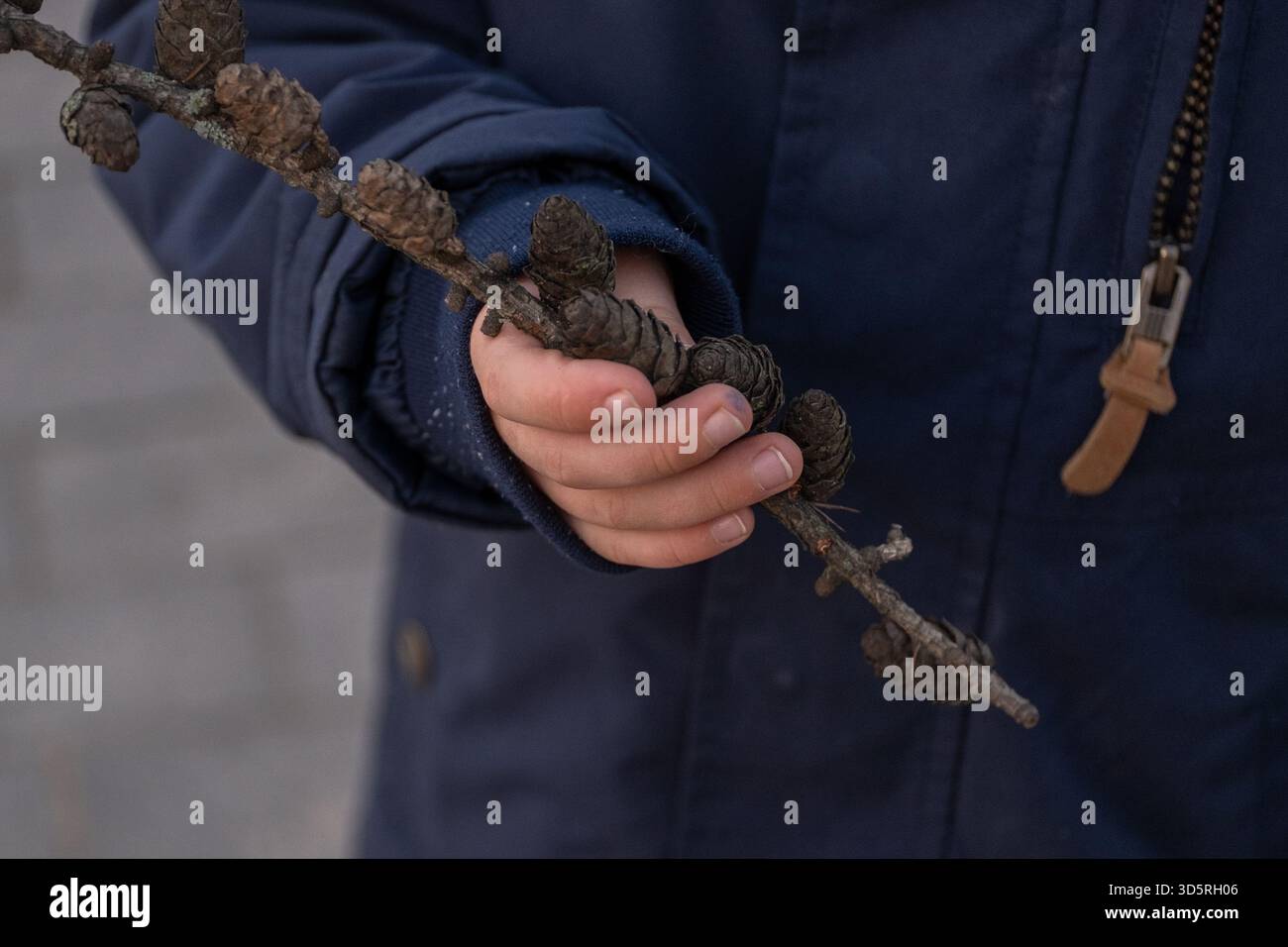 Gros plan de la main d un enfant tenant une branche de pomme de pin pendant un jeu sensoriel extérieur. La photo met en évidence les textures naturelles, la curiosité, l'apprentissage précoce et Banque D'Images