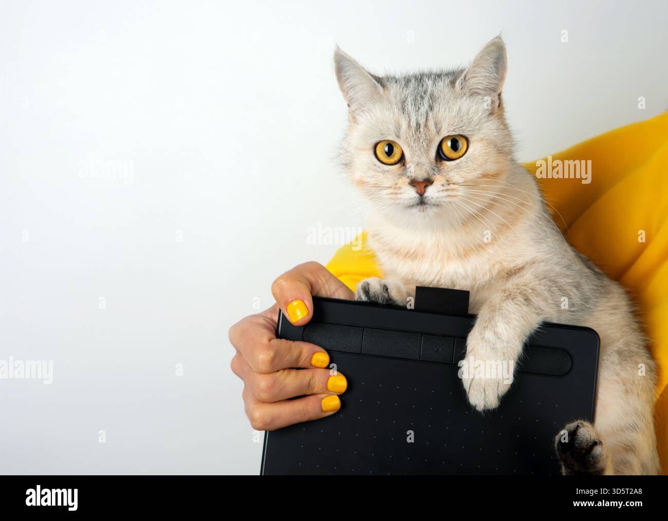 Chat gris mignon assis sur le bras d'une femme tenant une tablette de dessin numérique, isolé sur blanc avec un accent jaune vif. Banque D'Images