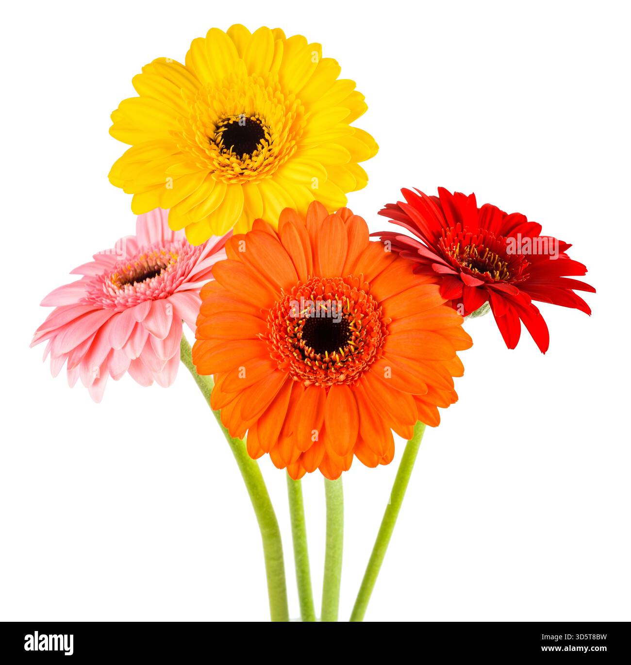 Gerbera fleurs bouquet isolé sur fond blanc Banque D'Images