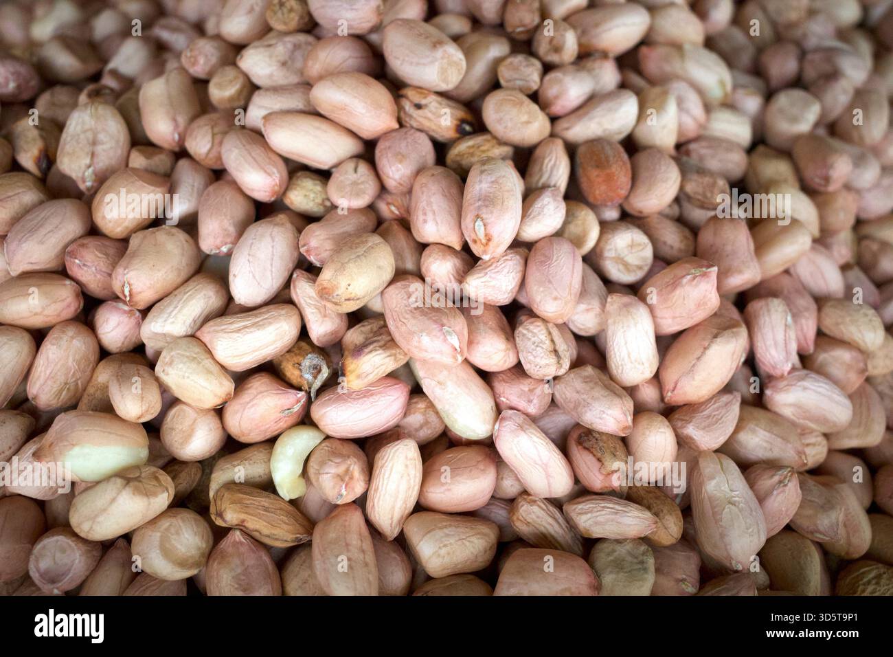 Les graines d'arachide, également connues sous le nom d'arachide ou de noix de singe, et classifiées taxonomiquement comme Arachis hypogaea. Banque D'Images