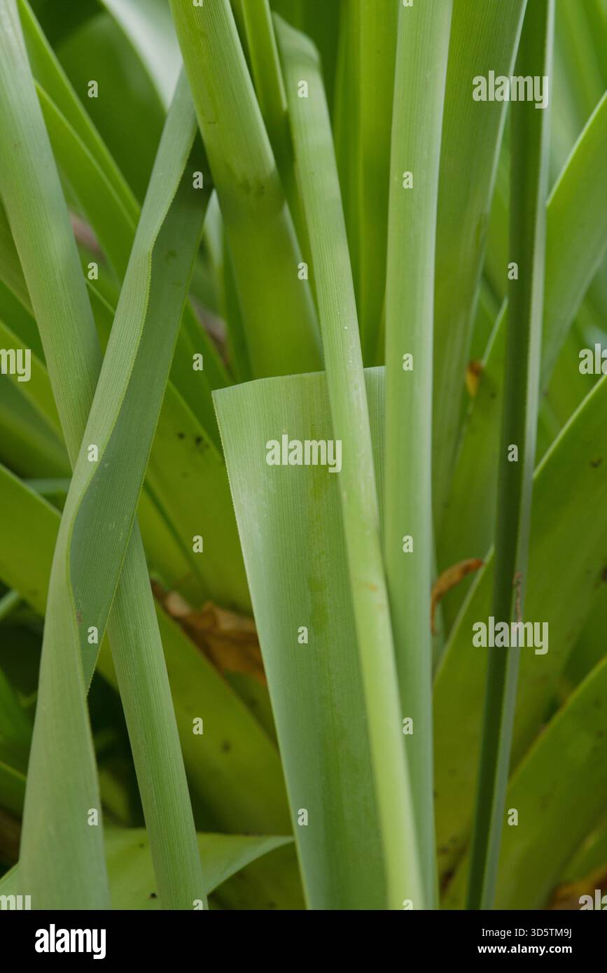 Grande vivacité robuste avec de larges feuilles en forme de sangle et de hautes pointes de fleurs tubulaires, originaire d'Afrique du Sud et du Lesotho. Banque D'Images