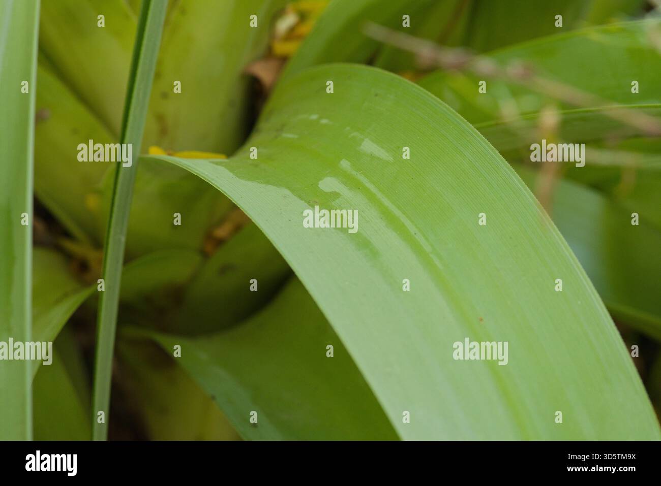 Grande vivacité robuste avec de larges feuilles en forme de sangle et de hautes pointes de fleurs tubulaires, originaire d'Afrique du Sud et du Lesotho. Banque D'Images