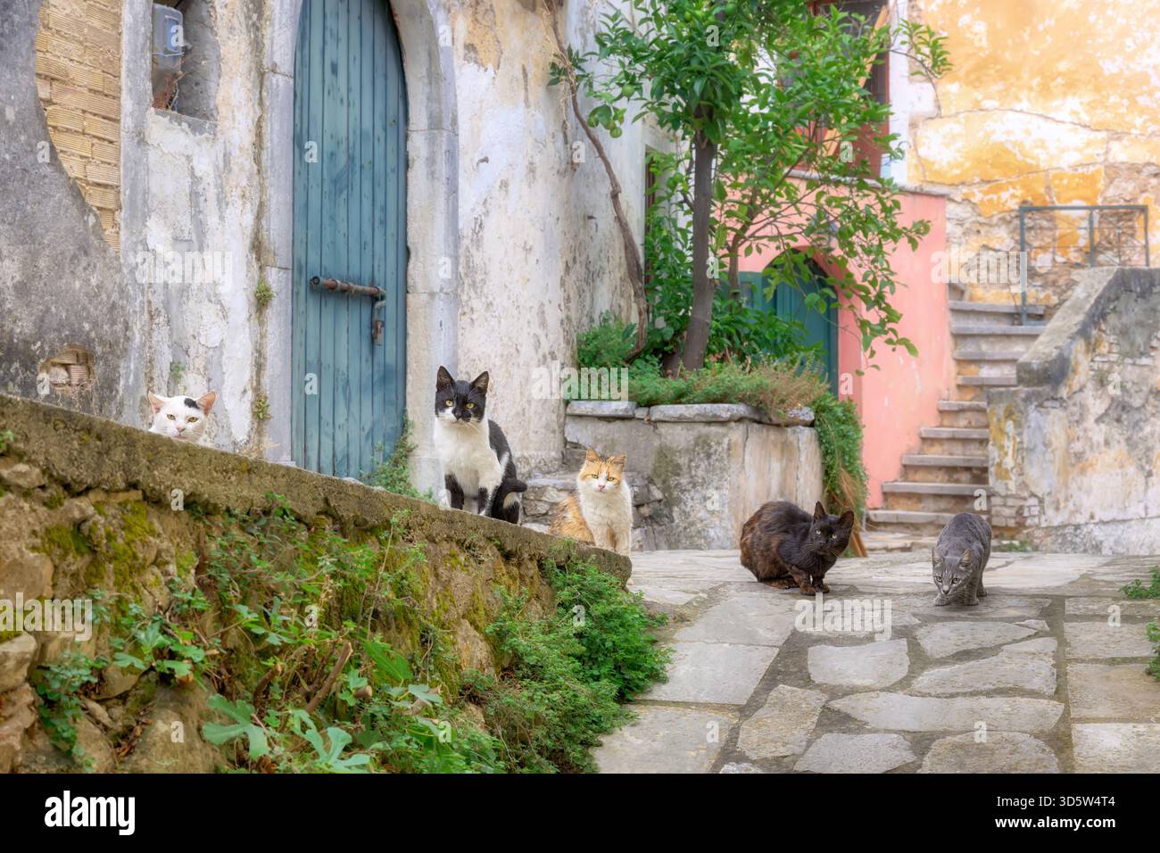 Beaucoup de chats de différentes couleurs assis ensemble dans une vieille ruelle pittoresque dans un village grec qaint à Corfou, île ionienne, Grèce, Europe Banque D'Images