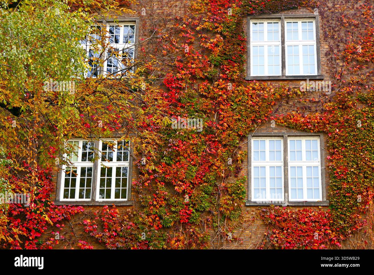 La façade d'un ancien bâtiment recouvert de lierre aux couleurs vives de l'automne à Cracovie, en Pologne Banque D'Images