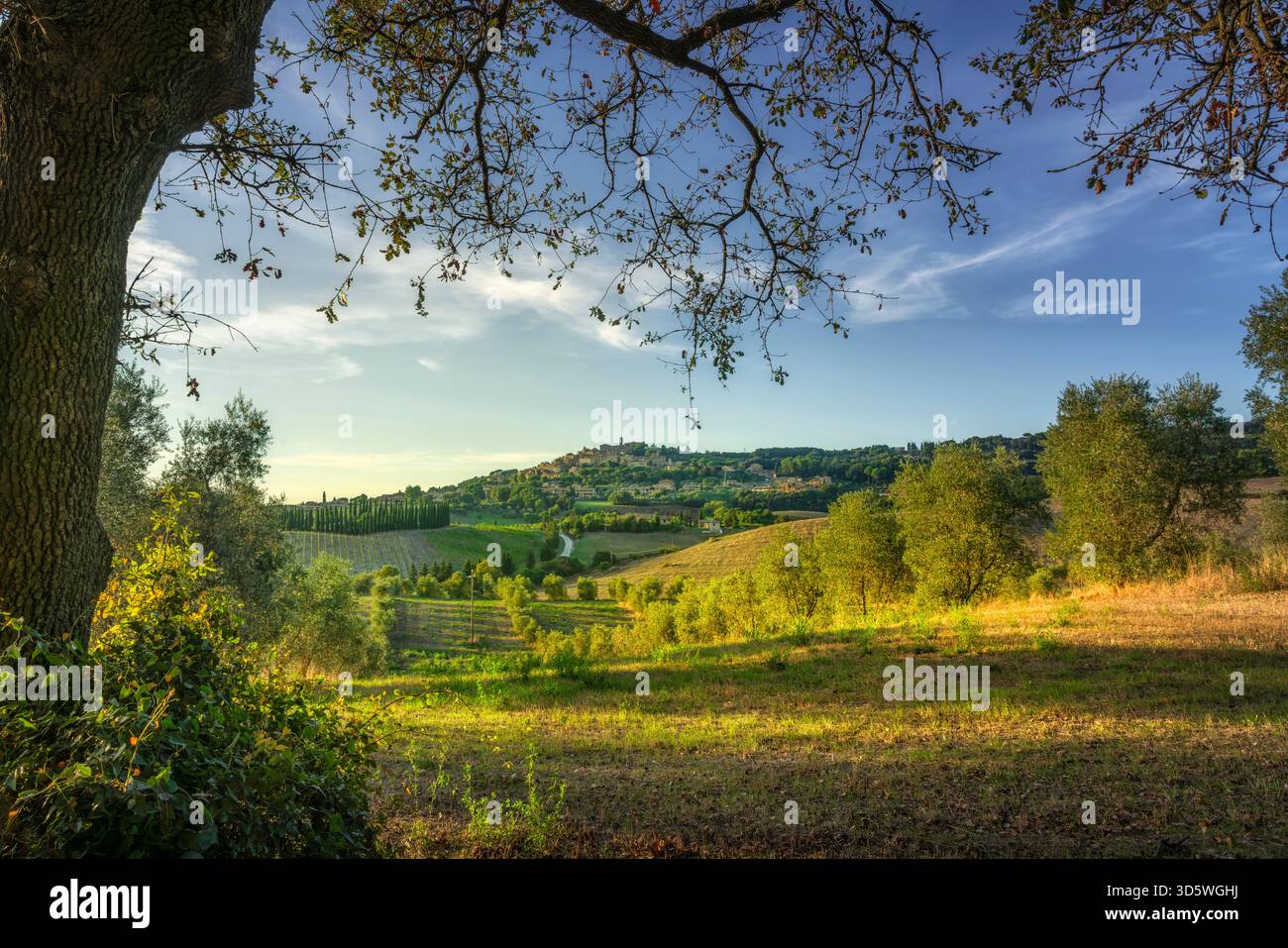 Vue encadrée de la ville de Casale Marittimo, Toscane, Italie. Le premier plan présente une prairie et le tronc d'un ancien chêne. Classique Marem Banque D'Images
