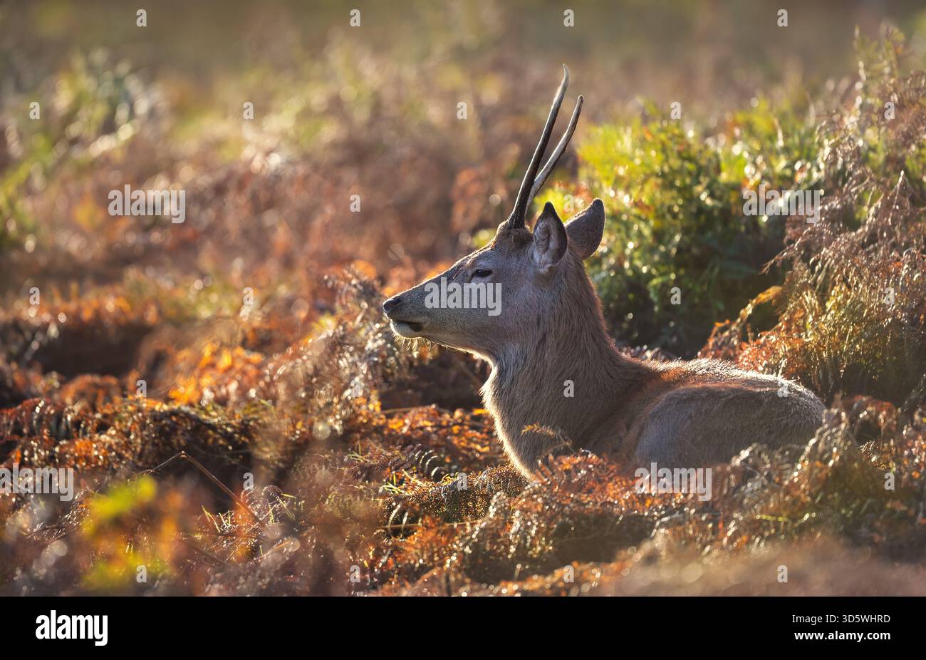 Un jeune cerf de cerf rouge sauvage (Cervus elaphus) avec des bois à épis couchés dans un bracken doré dense pendant la lumière matinale automnale au lever du soleil, au Royaume-Uni. Banque D'Images