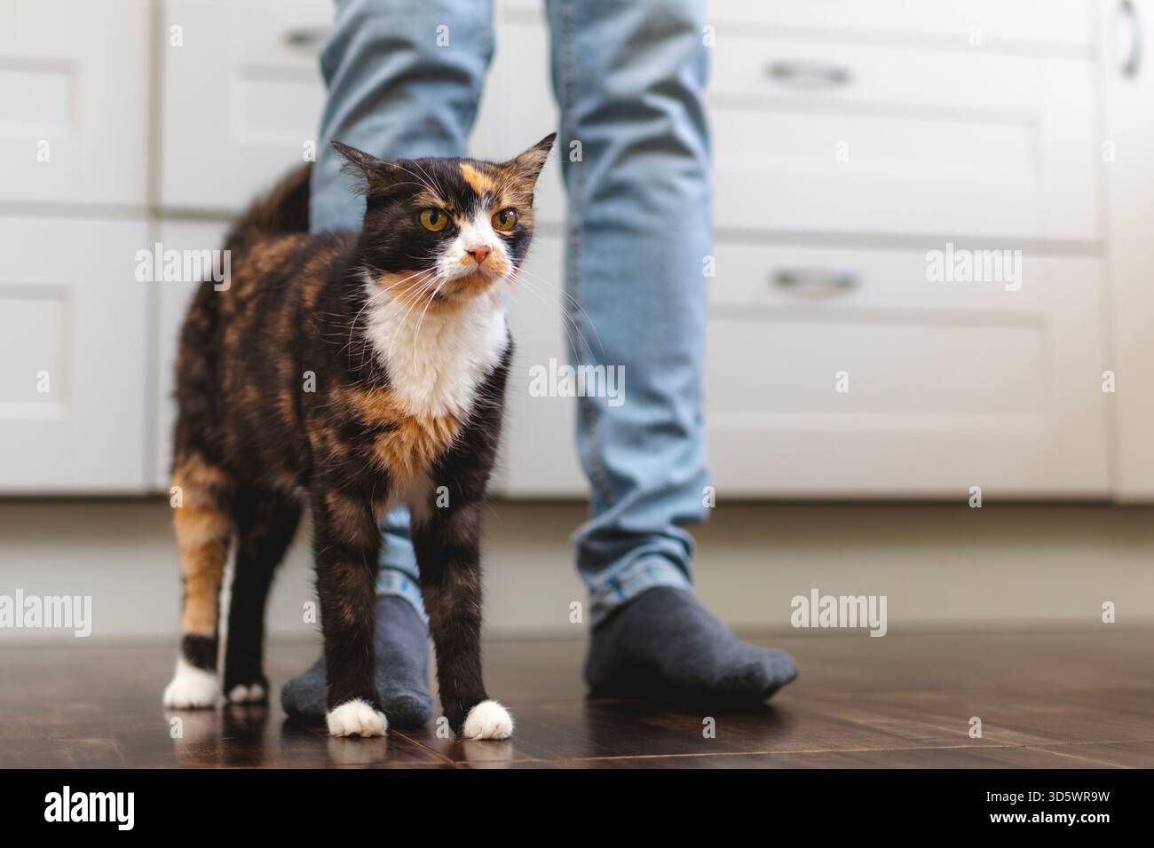 Chat tabby brun se tient calmement par sa jambe propriétaire dans une cuisine à la maison. Chat profitant d'un moment domestique calme. Banque D'Images