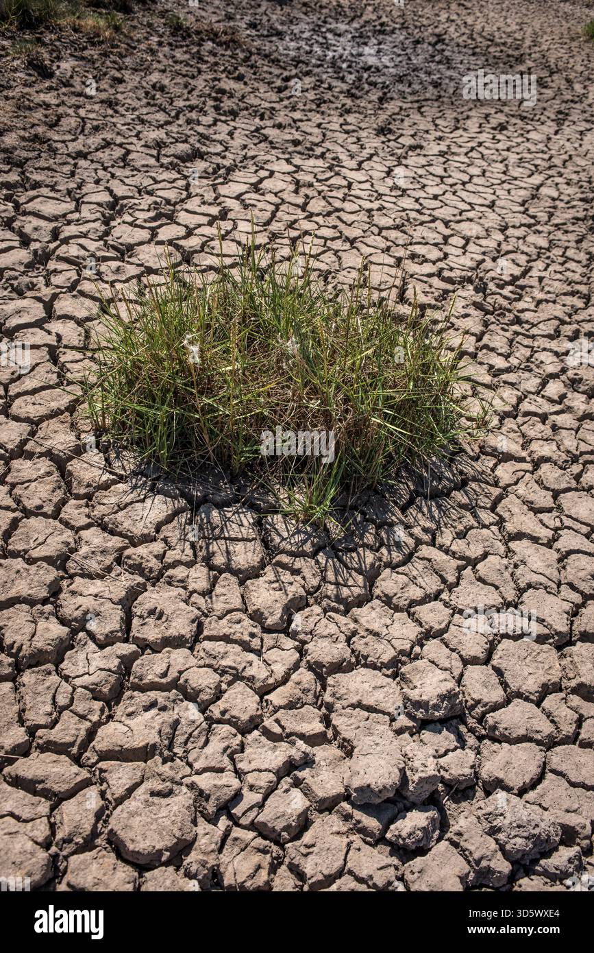 Petite île d'herbe survivant dans la boue séchée Banque D'Images