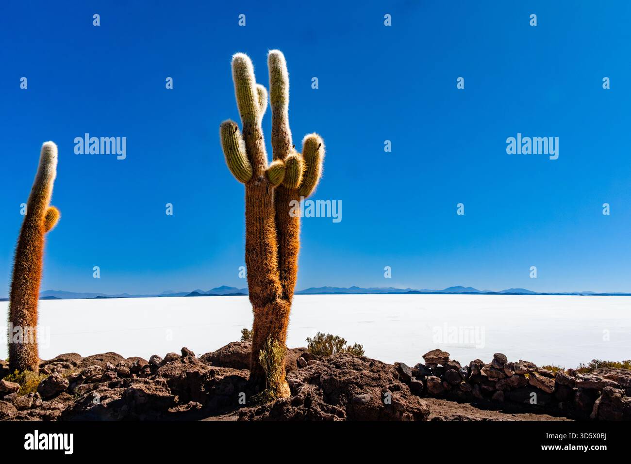 Paysage de cactus de Isla Incahuasi, entouré par les marais salants de Salar de Uyuni Banque D'Images