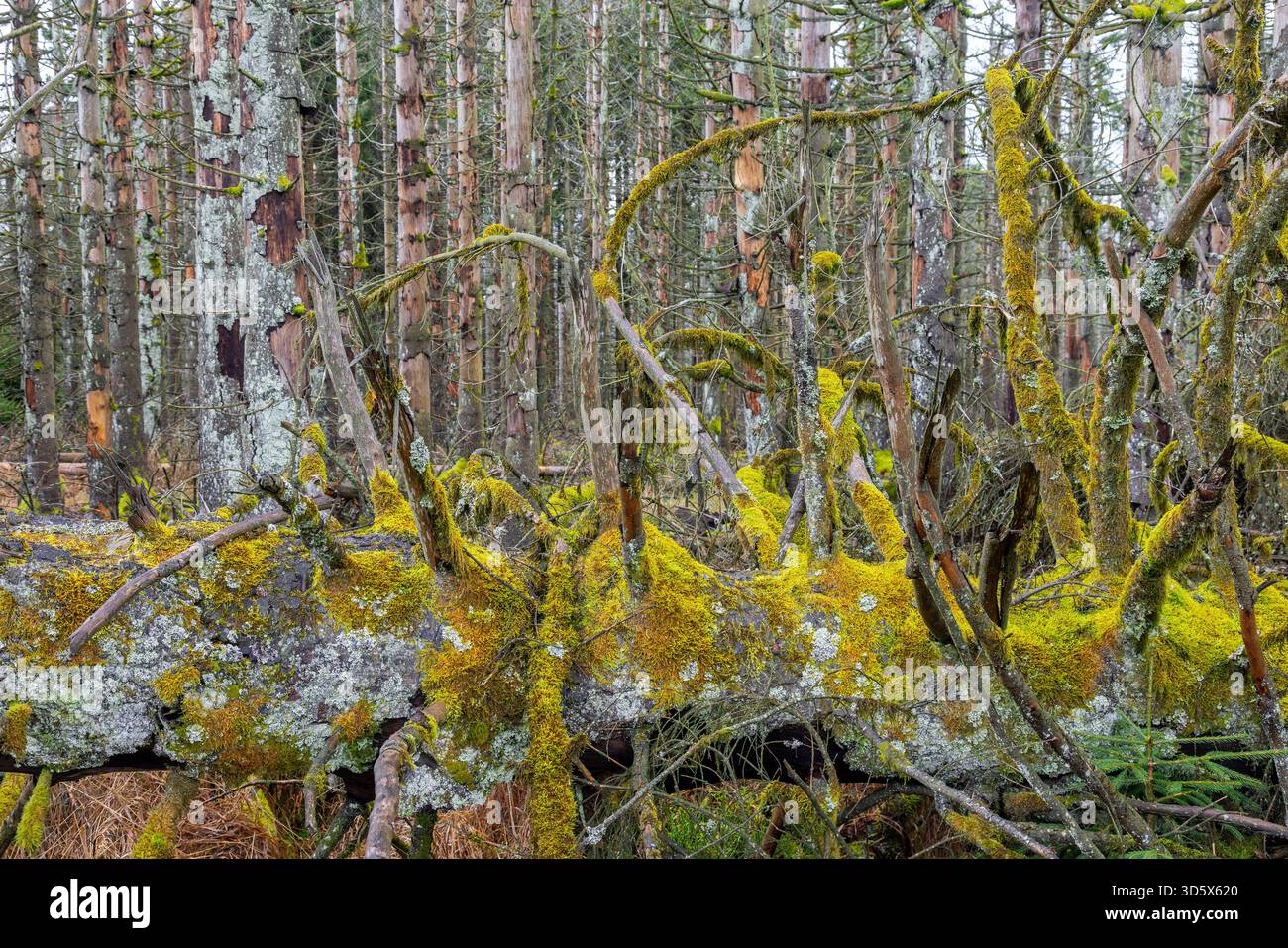 Épinettes mortes en forêt dans les montagnes du Harz en automne, dommages causés par l'infestation de coléoptères, parc national du Harz, Saxe-Anhalt, Allemagne Banque D'Images