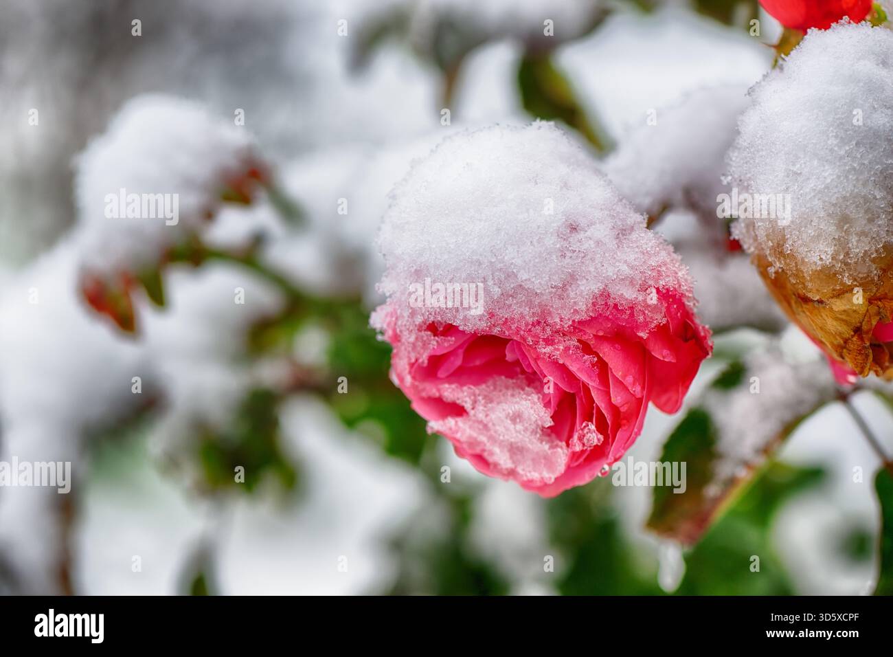 Gros plan d'une rose rouge éclatante recouverte de neige sur un fond hivernal flou Banque D'Images