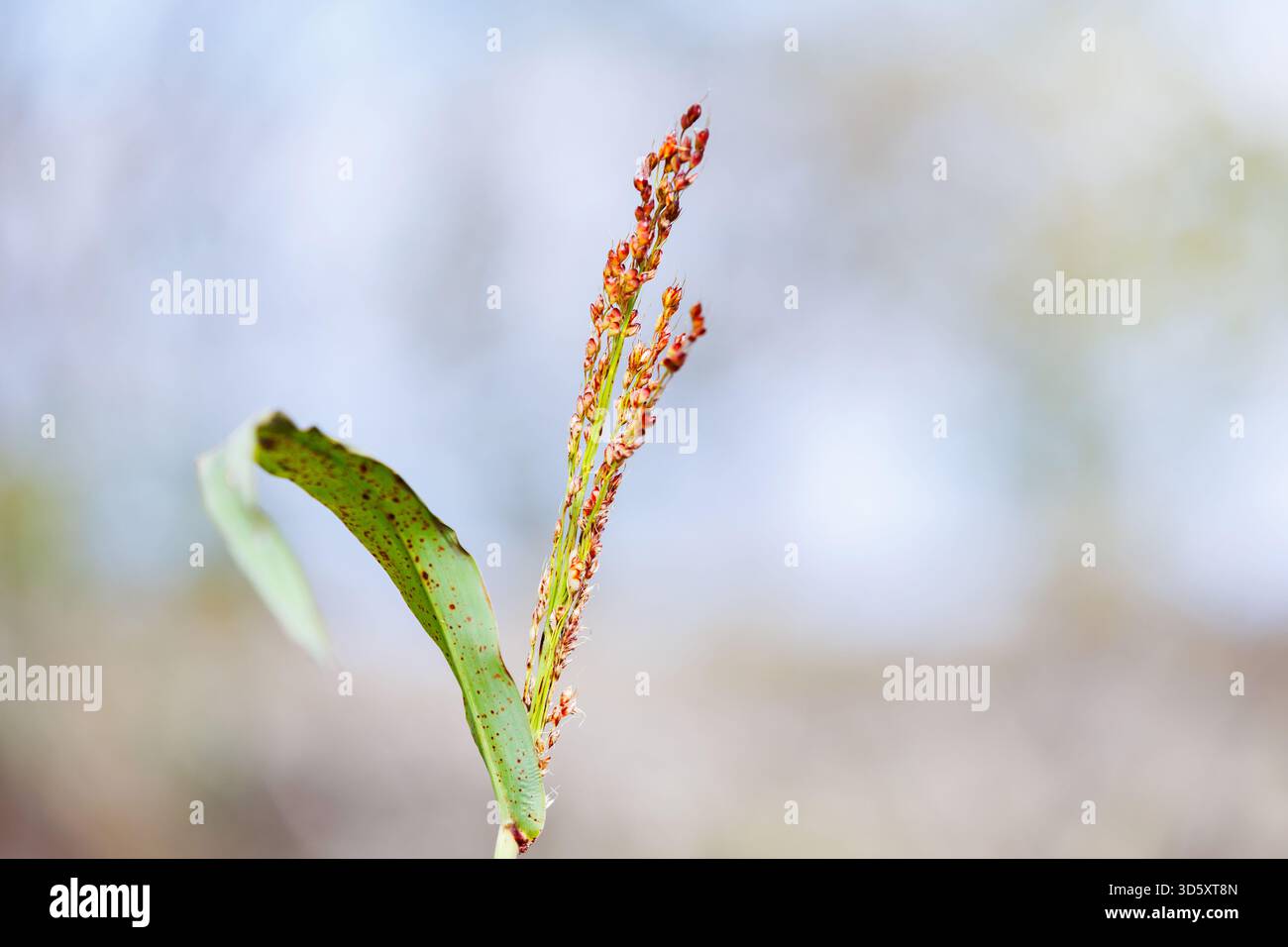 Plante de sorgho avec espace de copie. Gros plan de la tige de millet avec la tête de graine sur un fond flou. Concepts et conception agricoles. Banque D'Images