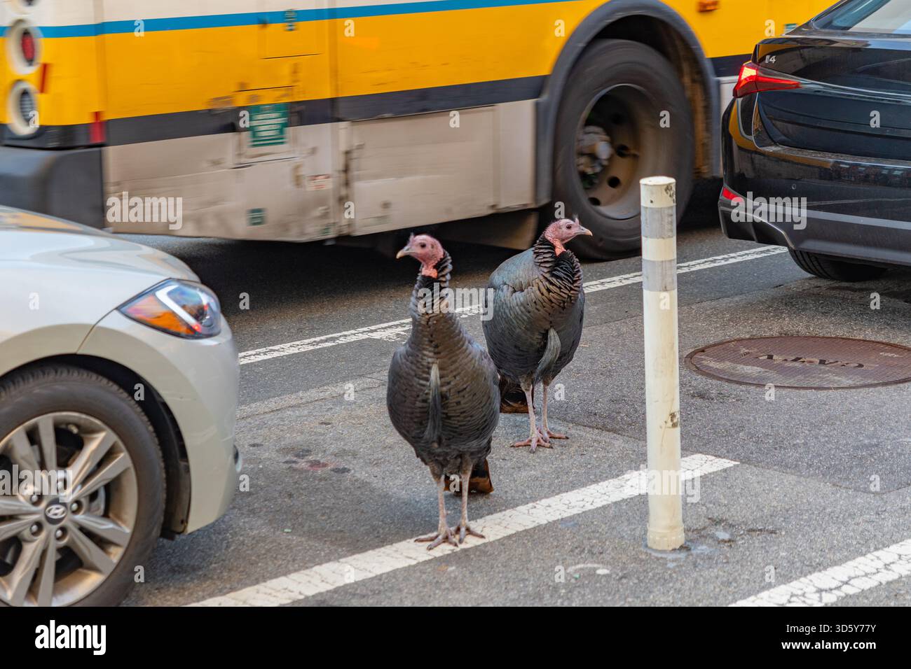 Cambridge, ma, États-Unis-16 novembre 2025 : deux dindes adultes debout dans la rue de la ville parmi les voitures garées et un bus passant dans la rue. Sélection intentionnelle Banque D'Images