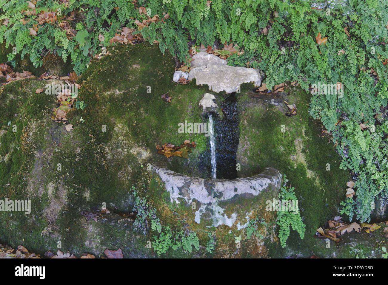 Fontaine en pierre recouverte de mousse et de fougères, avec de l'eau claire coulant dans un bassin rustique parmi les feuilles d'automne tombées Banque D'Images