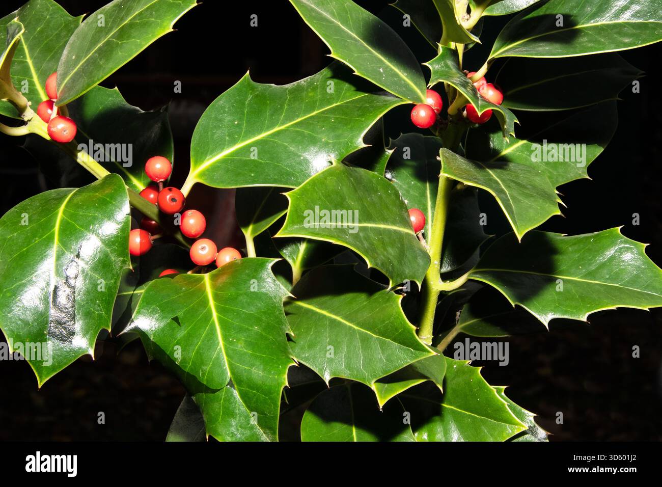 Gros plan de brins de houx avec des baies rouges vives sur fond noir, mettant en valeur la couleur festive et les détails naturels de saison. Banque D'Images