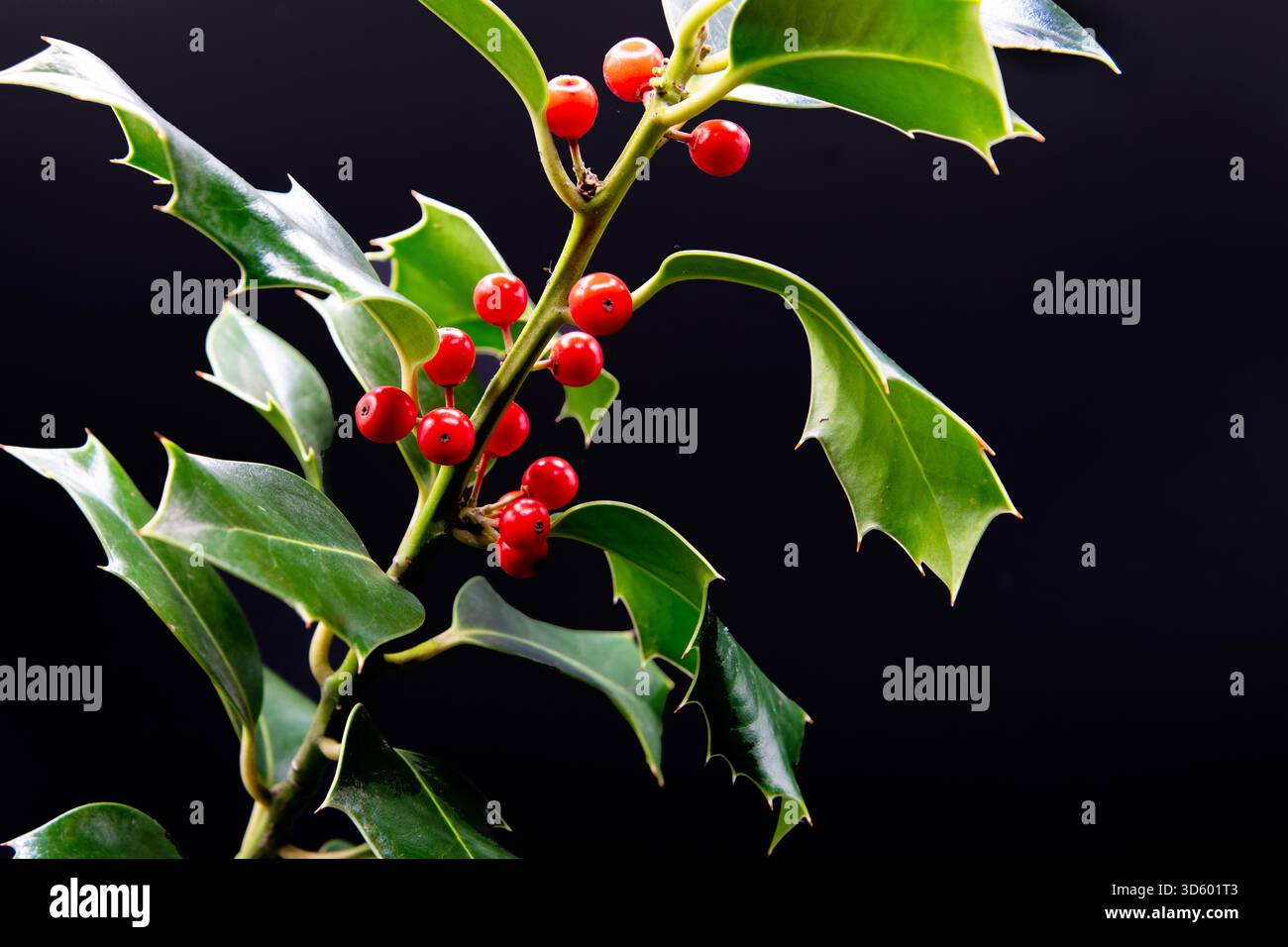 Gros plan de brins de houx avec des baies rouges vives sur fond noir, mettant en valeur la couleur festive et les détails naturels de saison. Banque D'Images