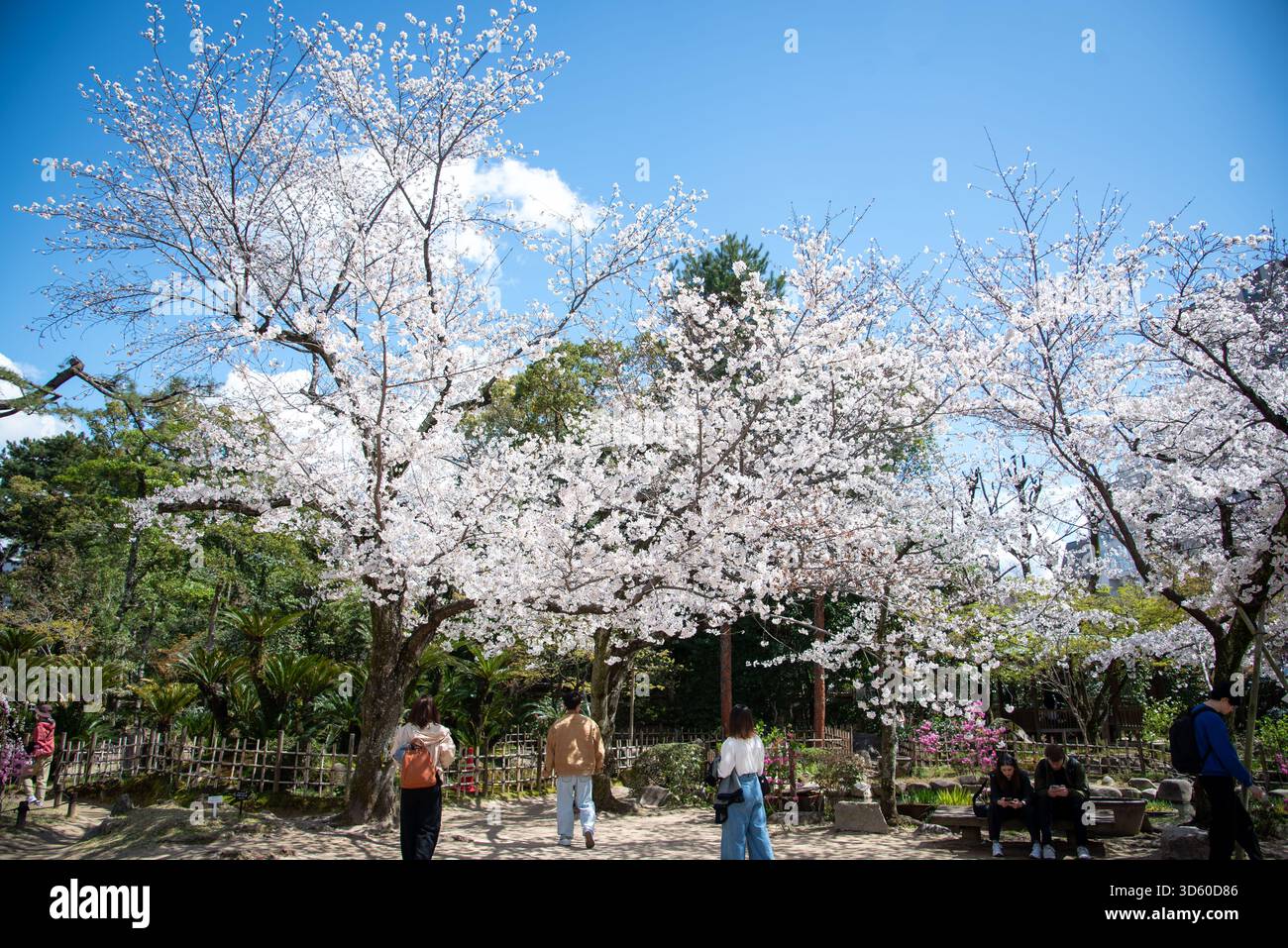 Les gens regardant les fleurs de cerisier blanc. Les visiteurs se promènent sous les fleurs de cerisier blanc éclatant au printemps. Banque D'Images