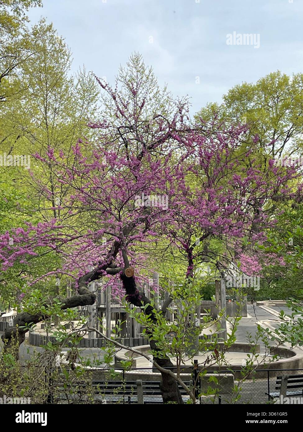 Au début du printemps, Central Park est peint dans des tons roses doux. - Image de stock capturée avec un smartphone