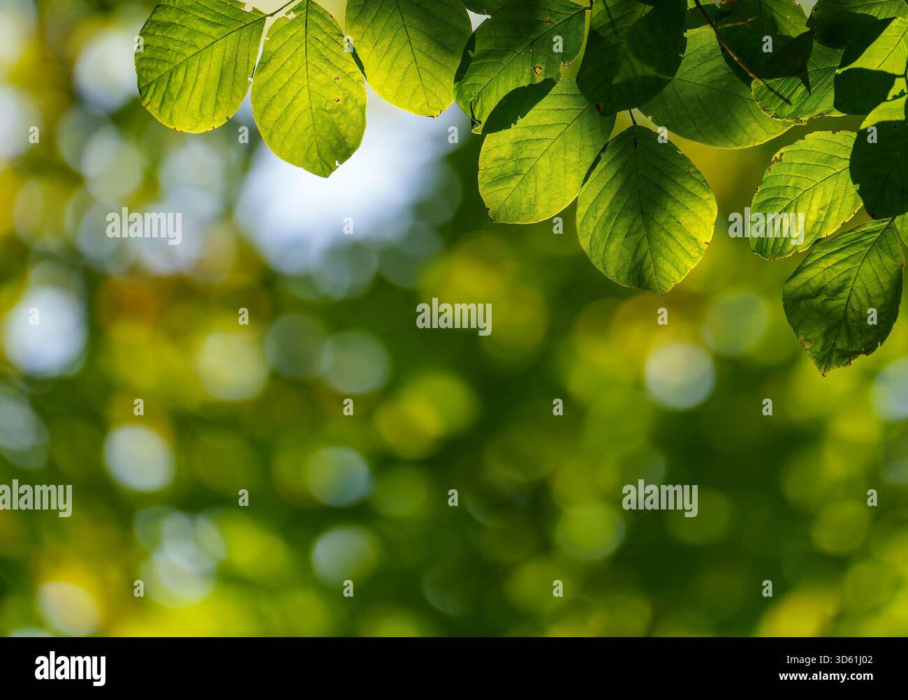 Feuilles de bois jaune américain rétro-éclairées avec bokeh circulaire doux remplissant le cadre à Arnold Arboretum à Boston, Massachusetts, États-Unis, par une journée ensoleillée. Banque D'Images
