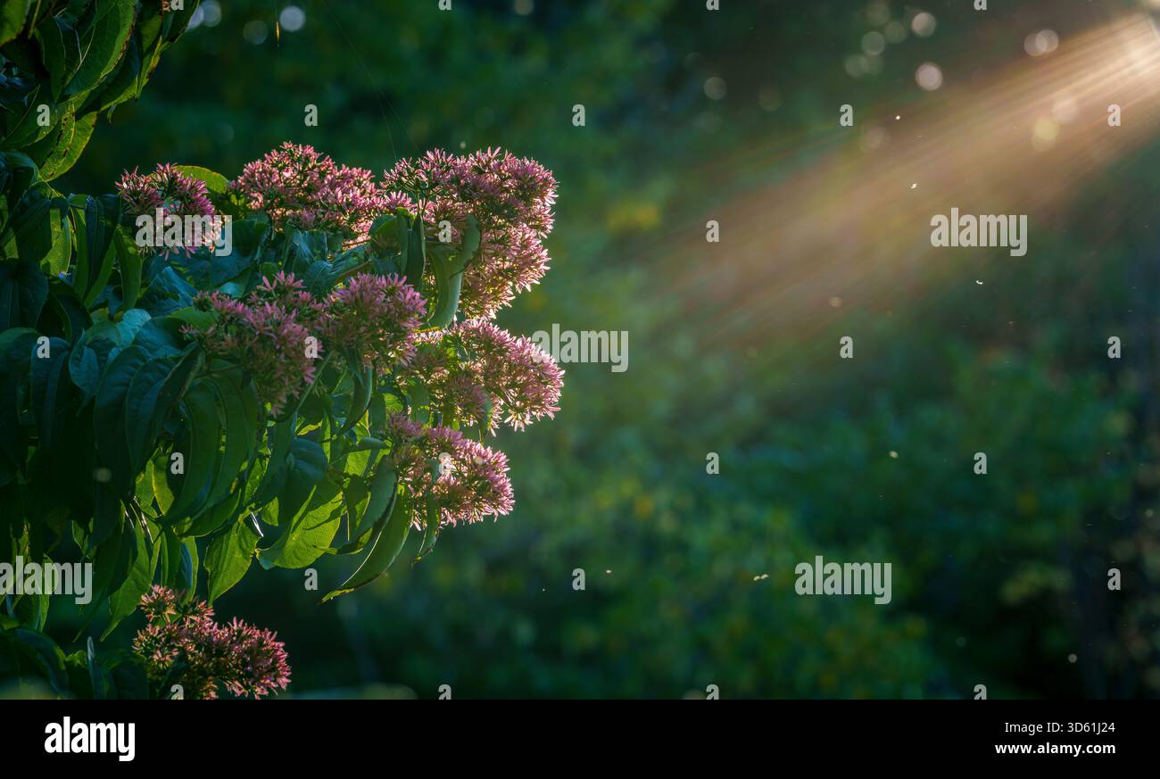 Grappes de fleurs roses de sept fils rétroéclairées par un soleil bas avec des rayons dorés qui coulent à travers le cadre à Arnold Arboretum à Boston, Massachusetts, États-Unis. Banque D'Images