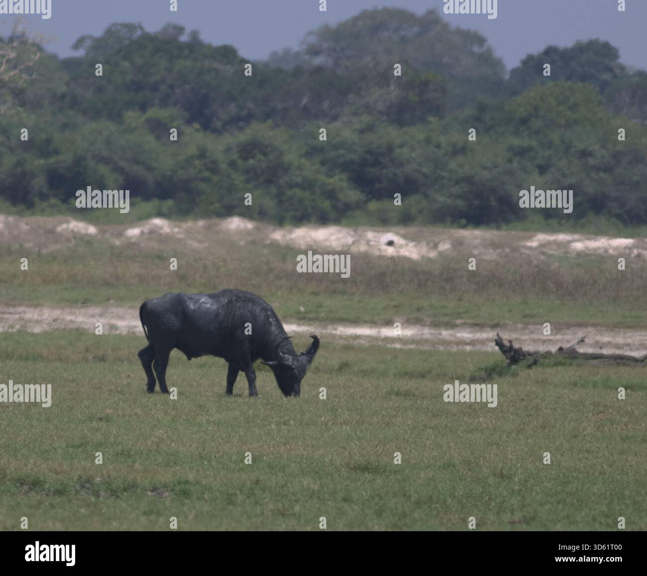 Taureau de buffle d'eau avec de grandes grosses cornes, debout sur l'eau peu profonde dans les pâturages. Parc national de Bubalus arnee migona Yala, Sri Lanka. Banque D'Images