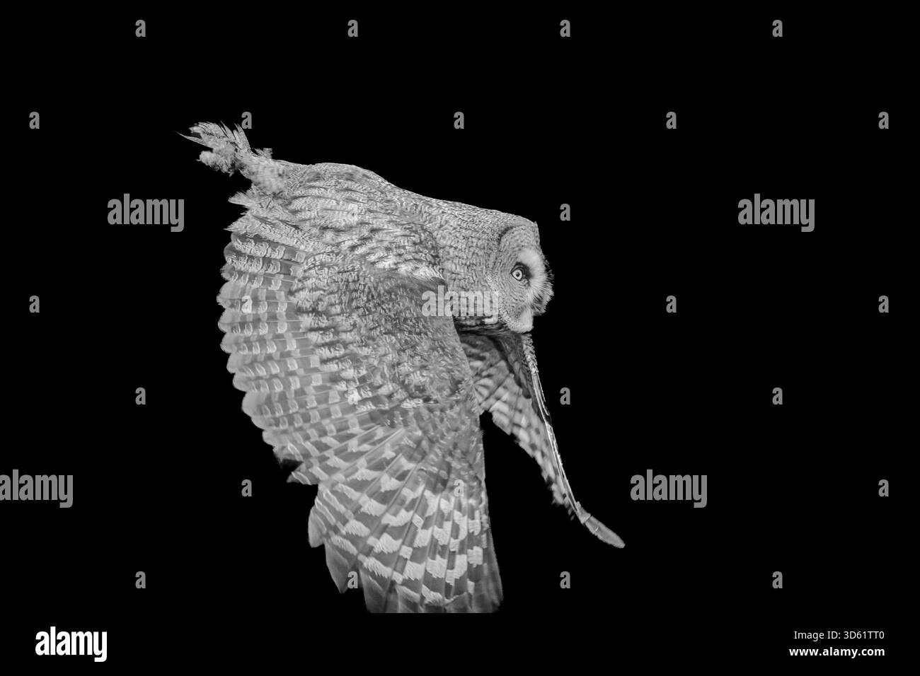 les hiboux sont des oiseaux extrêmement intéressants à observer et à photographier. J'aime les « oiseaux de proie ». Un grand hibou gris passe à l'épreuve. Banque D'Images