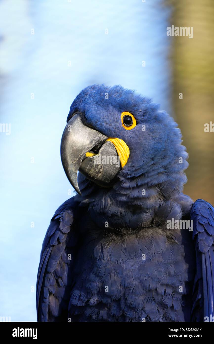 Portrait d'un aras. Oiseau au plumage bleu. Gros plan sur l'aras bleu. Anodorhynchus. Perroquet au plumage bleu. Banque D'Images