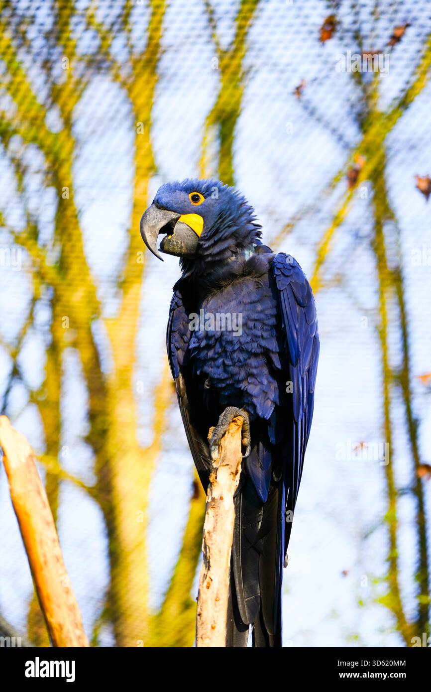 Portrait d'un aras. Oiseau au plumage bleu. Gros plan sur l'aras bleu. Anodorhynchus. Perroquet au plumage bleu. Banque D'Images