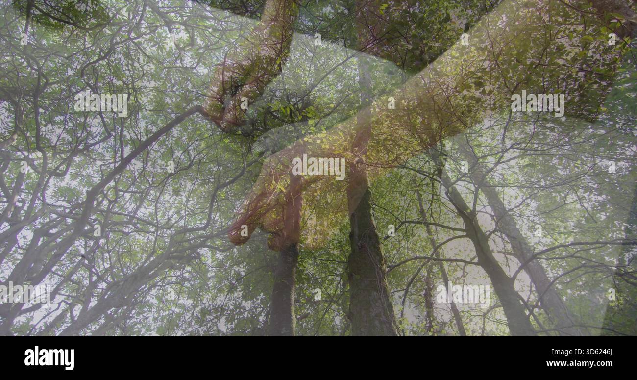 Atteindre la main translucide et l'avant-bras planant au-dessus de la canopée de la forêt, avec de hauts troncs et branches Banque D'Images