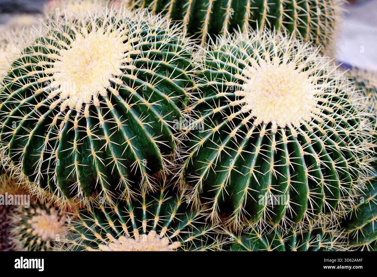Grands cactus en tonneau géants 'Echinocactus Platyacanthus' avec épis blancs Banque D'Images