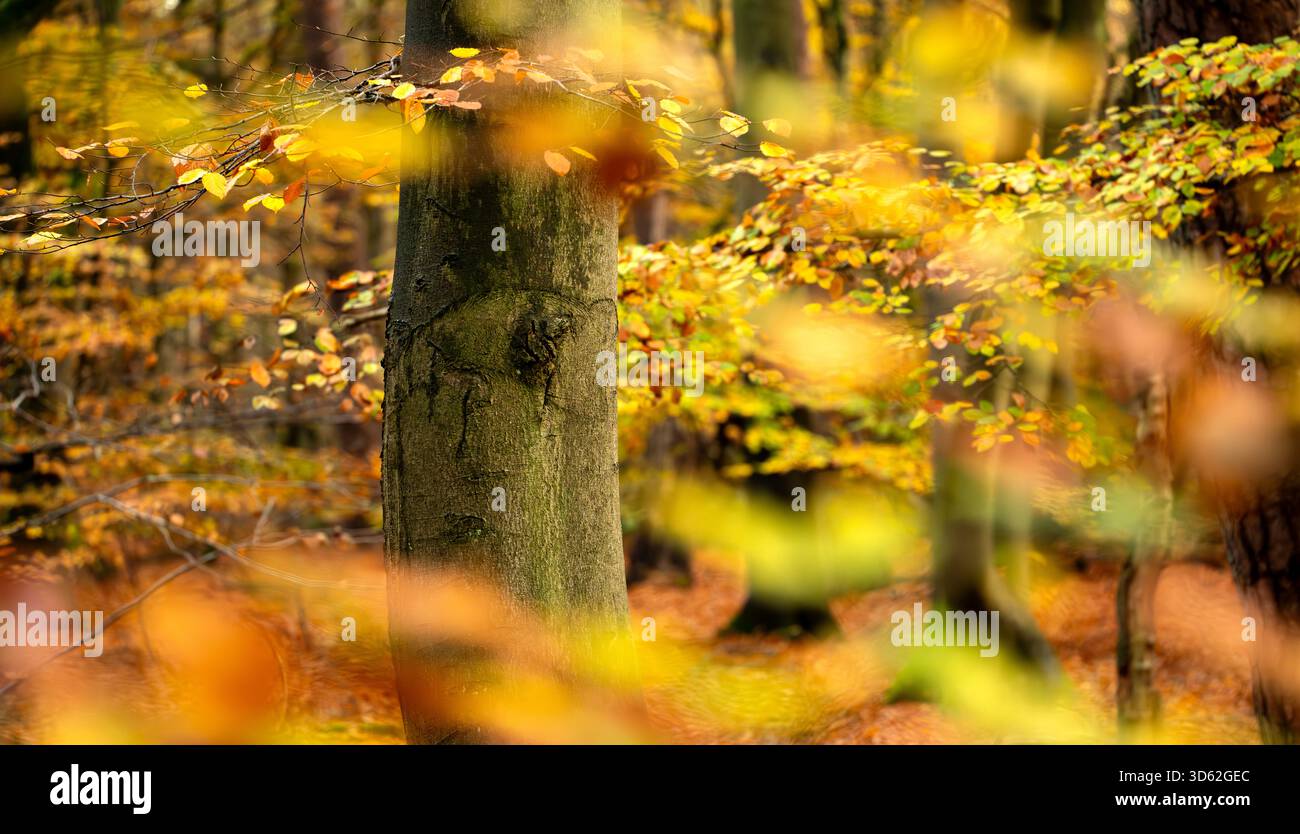 La forêt d'automne regarde à travers des feuilles jaunes et oranges vibrantes entourant un hêtre moussue. Banque D'Images
