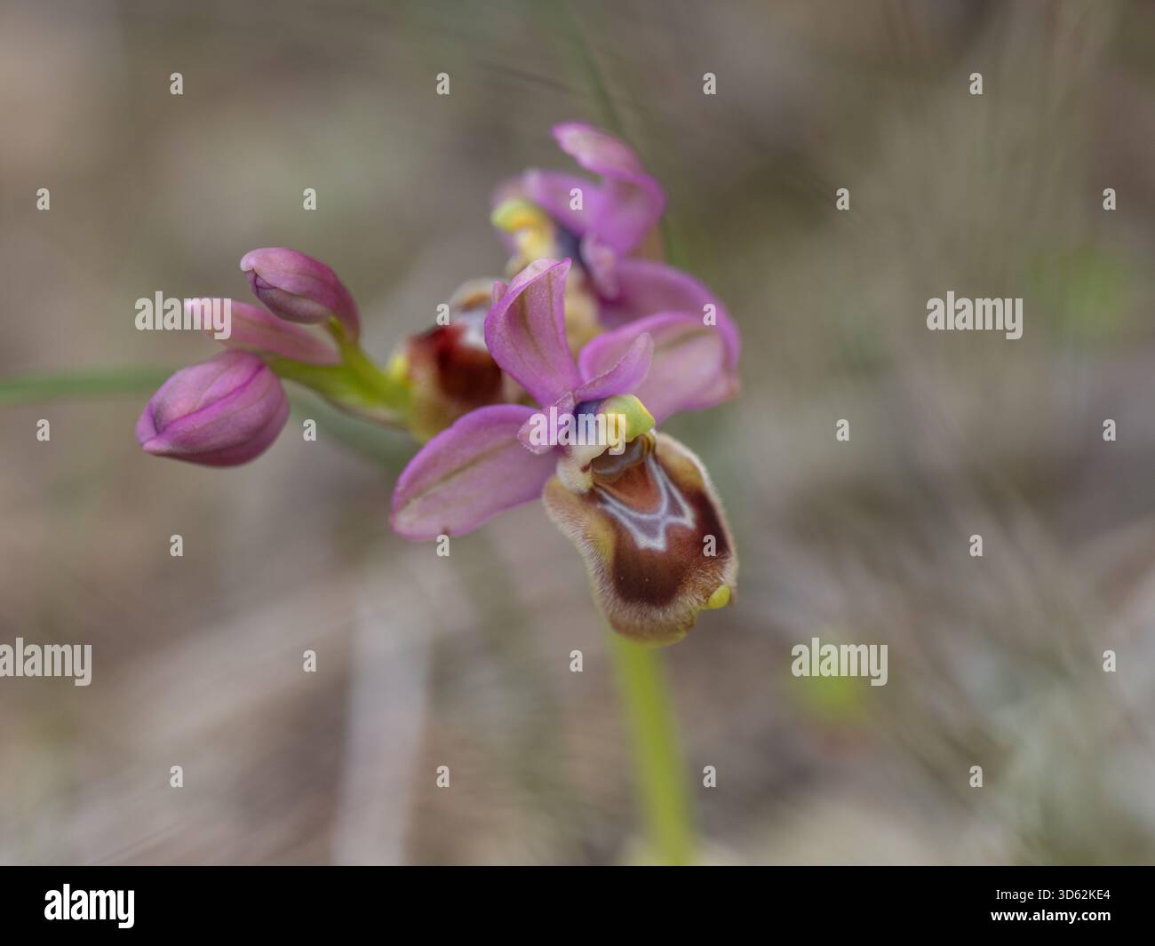 Orchidée de mouche Ophrys tenthredinifera sur la péninsule de Mani, Péloponnèse, Grèce Banque D'Images