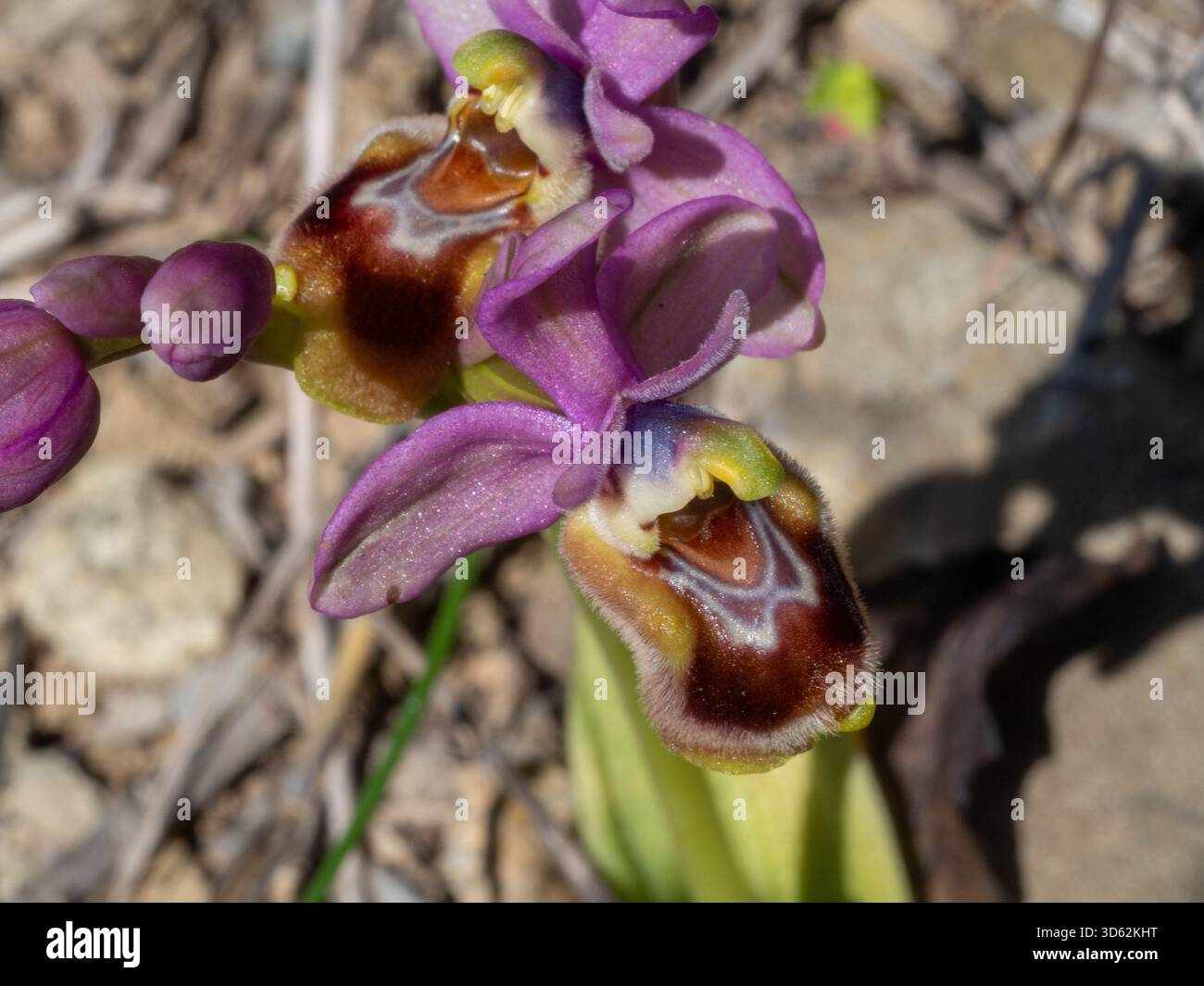 Orchidée de mouche-scie (Ophrys tenthredinifera) sur la péninsule de Mani, Péloponnèse, Grèce Banque D'Images