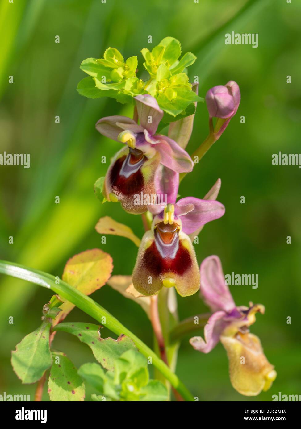 Orchidée de mouche Ophrys tenthredinifera sur la péninsule de Mani, Péloponnèse, Grèce Banque D'Images