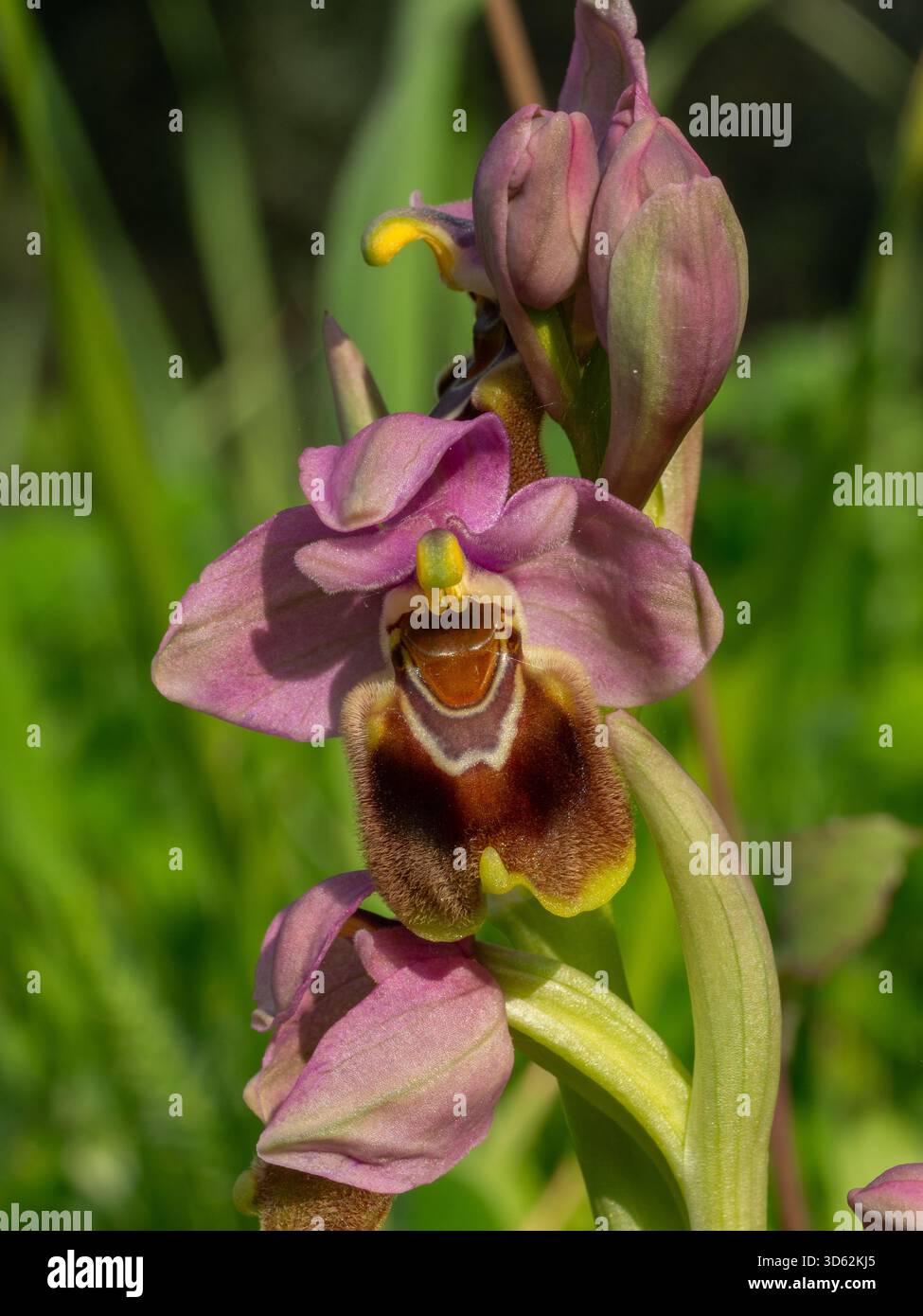 Orchidée de mouche Ophrys tenthredinifera près de Kotroni sur la péninsule de Mani, Péloponnèse, Grèce Banque D'Images