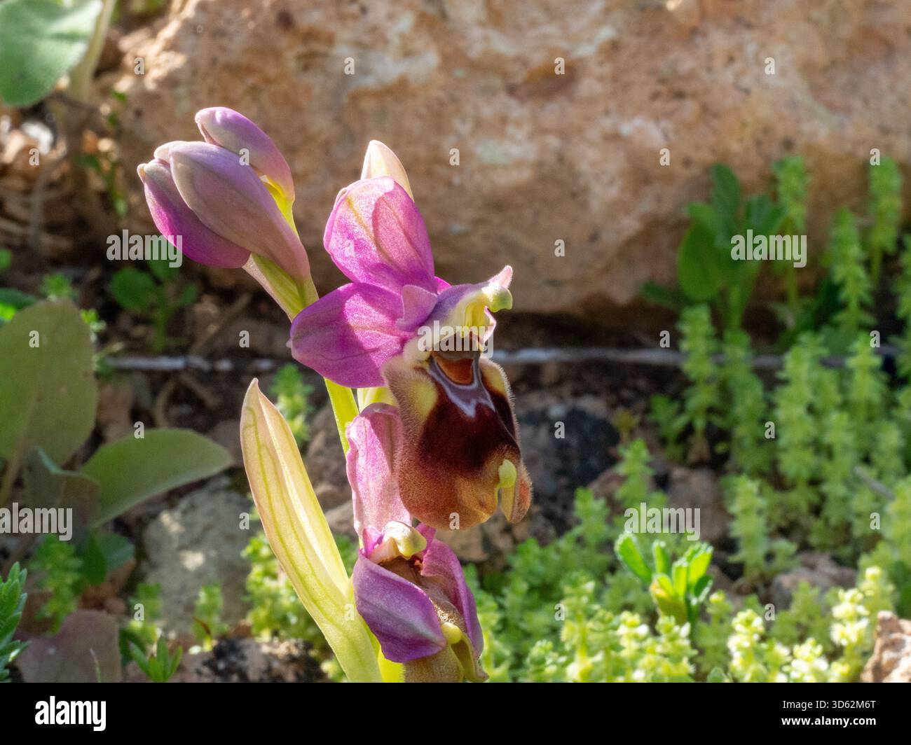 Orchidée de mouche Ophrys tenthredinifera sur la péninsule de Mani, Péloponnèse, Grèce Banque D'Images