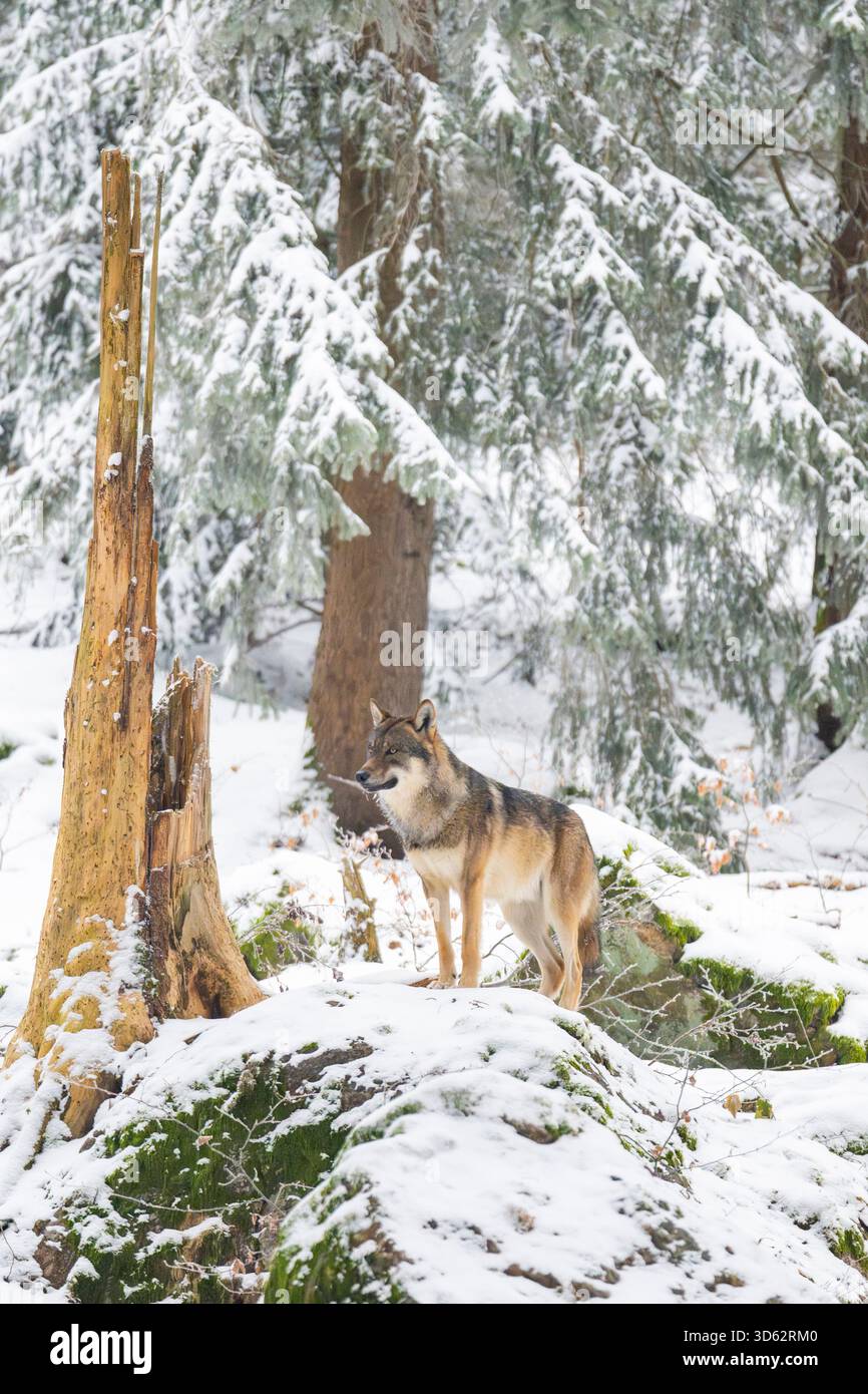 Loup gris européen (Canis lupus lupus), se dresse sur une colline dans la forêt d'hiver et regarde autour, Allemagne, Bavière Banque D'Images