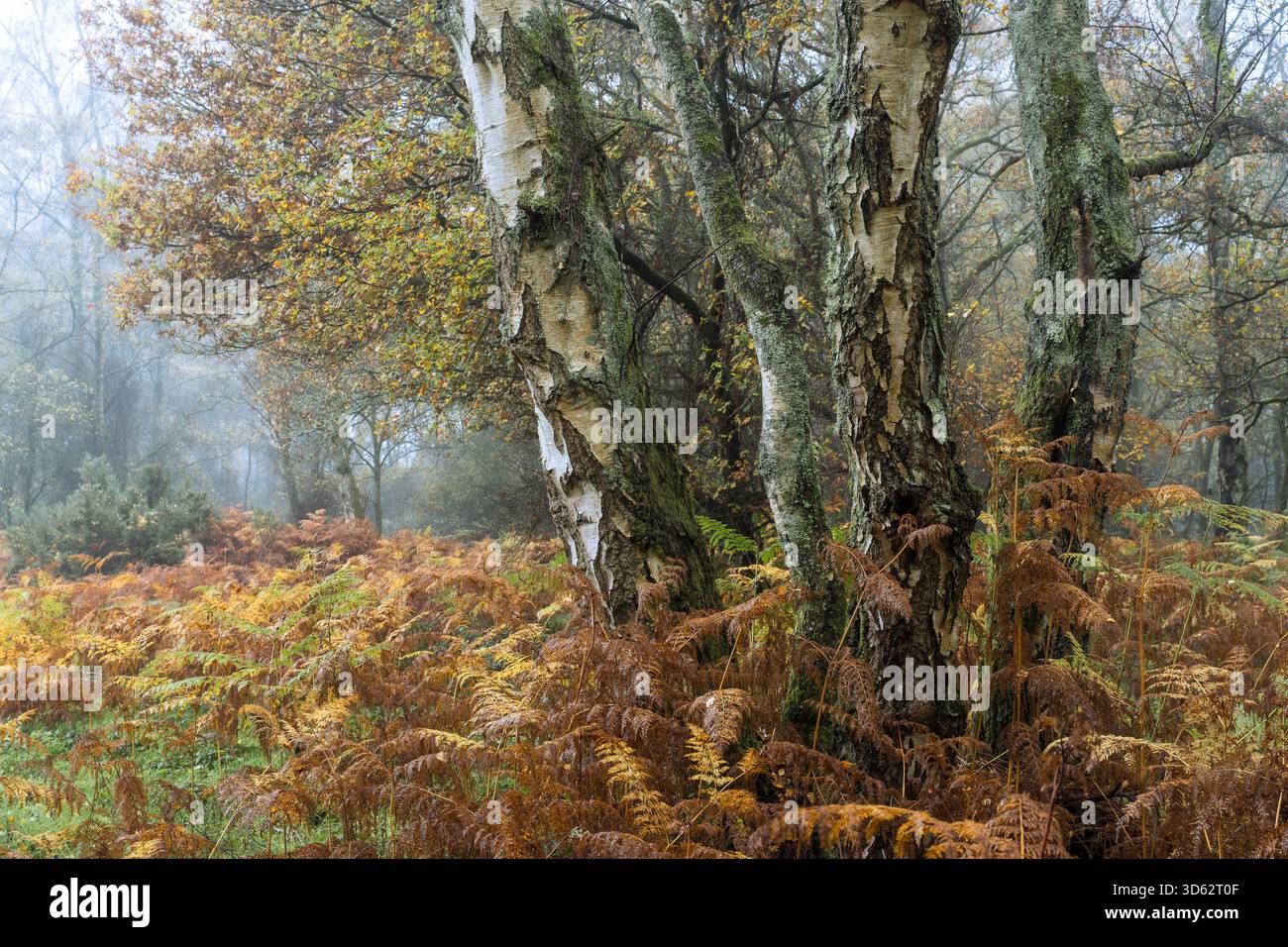 Vue sur les troncs de bouleau argenté s'élève au milieu d'une mer de fougères dorées qui s'estompent, une scène automnale tranquille voilée dans la brume, The Chilterns AONB, Oxfordshire, Angleterre Banque D'Images