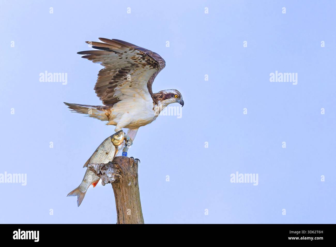 osprey, faucon de poisson (Pandion haliaetus), tente de placer l'ASP capturé sur un arbre mort dans l'IJsselmeer, pays-Bas, Frise, Piaam Banque D'Images