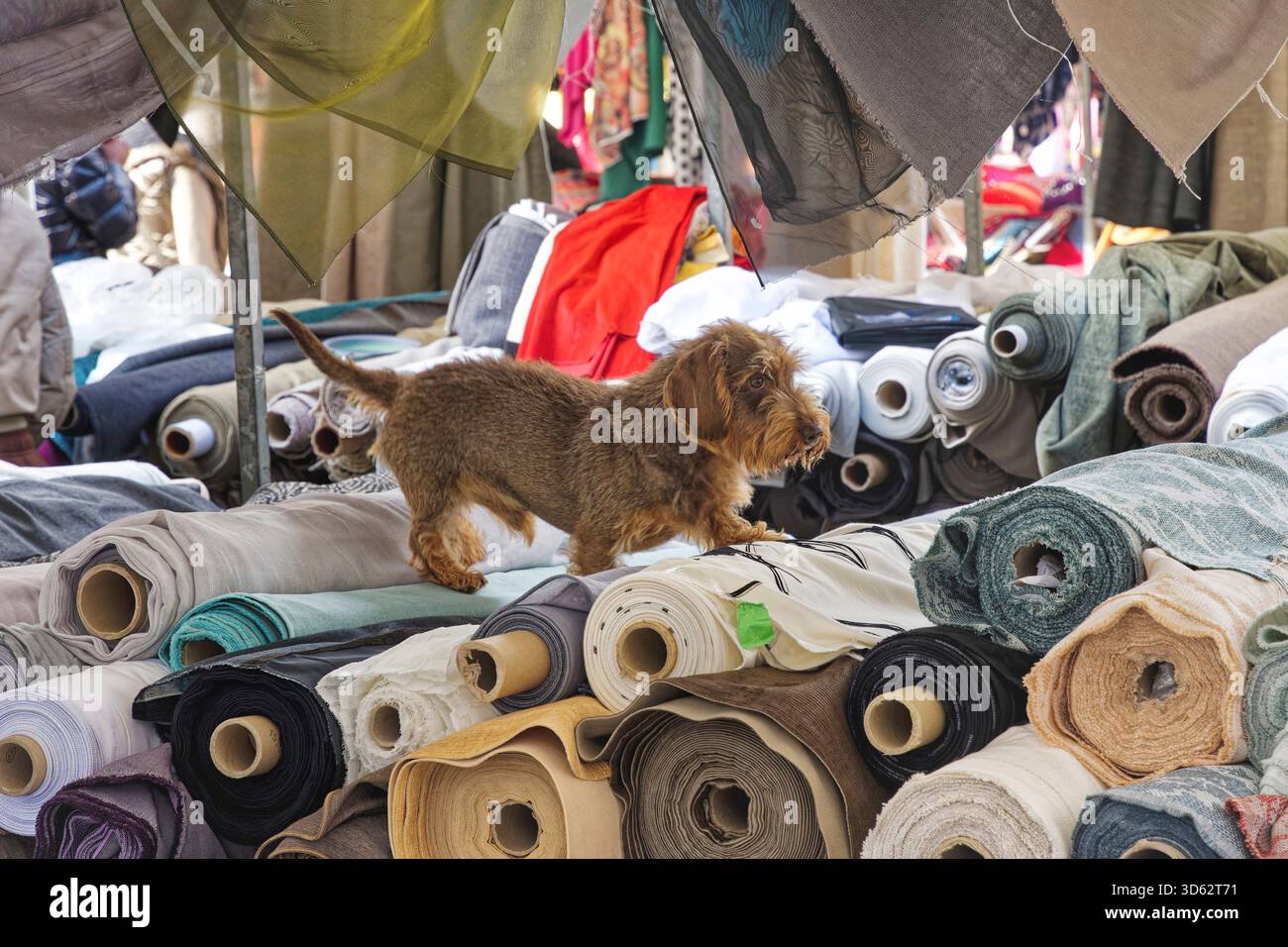Teckel à poil grillé, chien saucisse à poil grillé, chien domestique (Canis lupus F. familiaris), Teckel à poil grillé brun chocolat marchant sur le tissu Banque D'Images