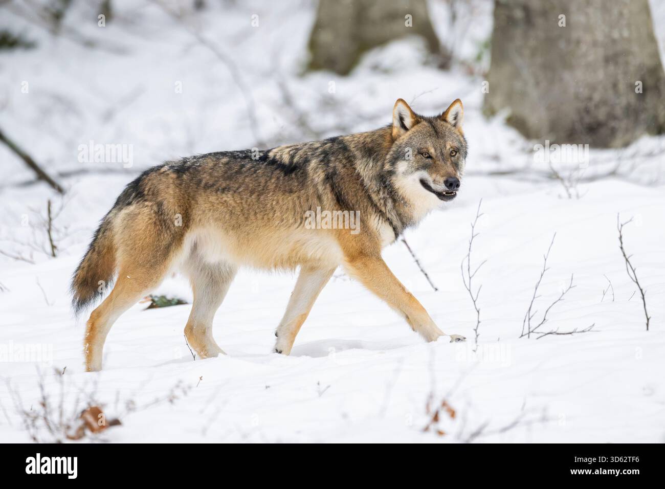 Loup gris européen (Canis lupus lupus), traverse la forêt d'hiver, Allemagne, Bavière Banque D'Images