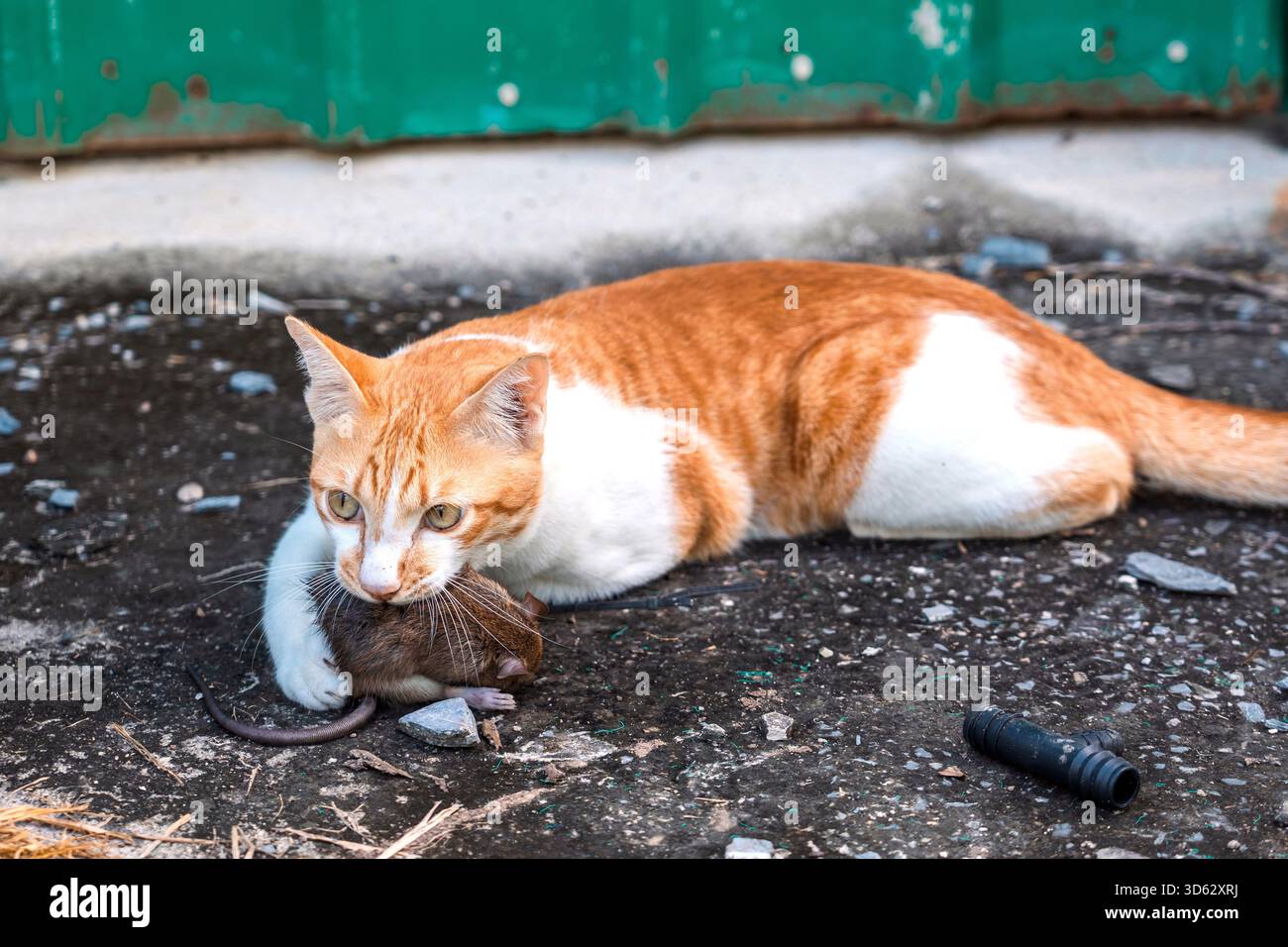 Naughty Orange et White Tabby Cat tuent rat en tenant une souris dans sa bouche avec les yeux d'un chasseur à sang froid sur le sol en béton de l'abri de jardin. Banque D'Images