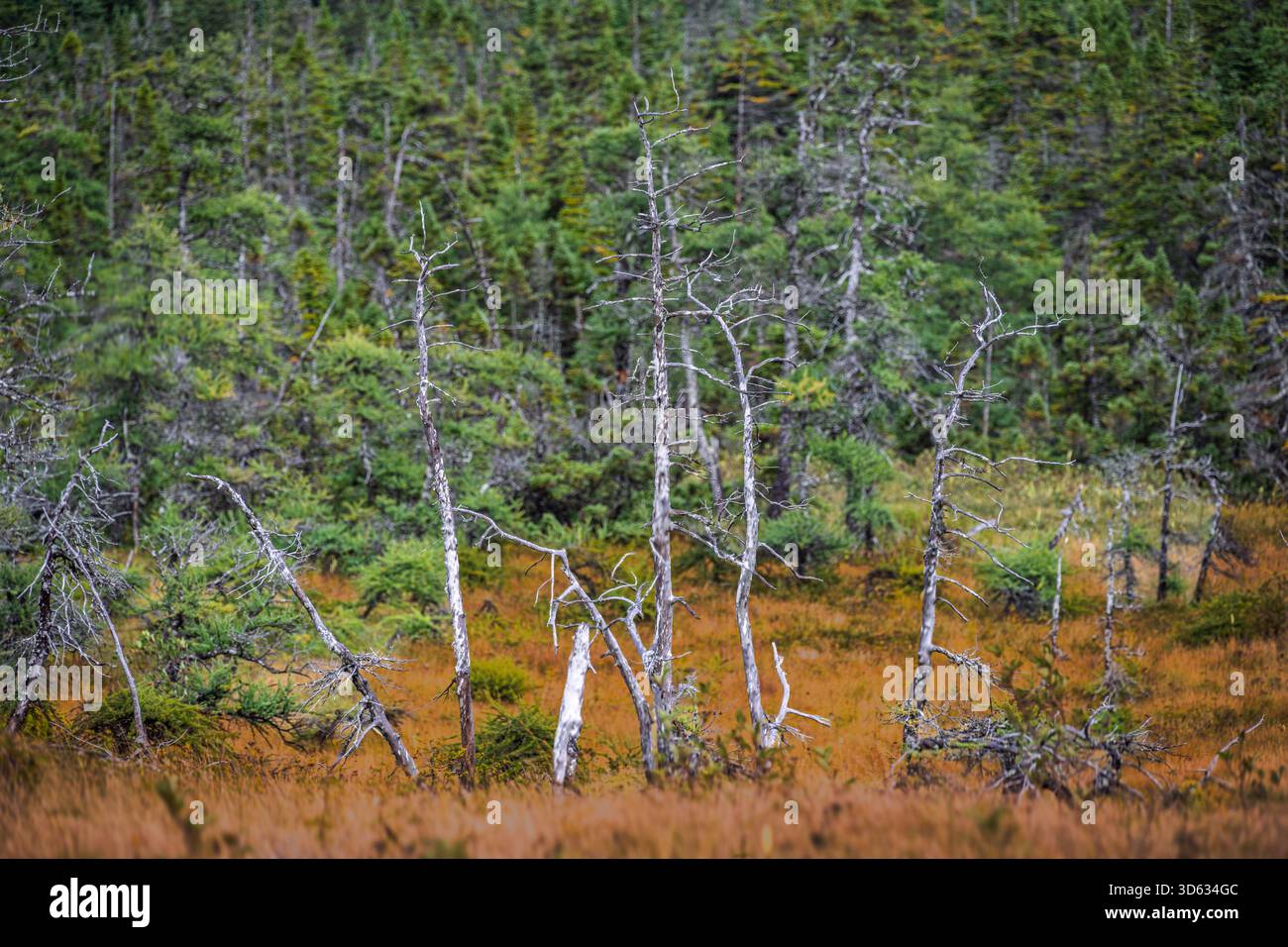 Le contraste saisissant entre les arbres morts et la forêt vibrante crée une scène naturelle captivante Banque D'Images