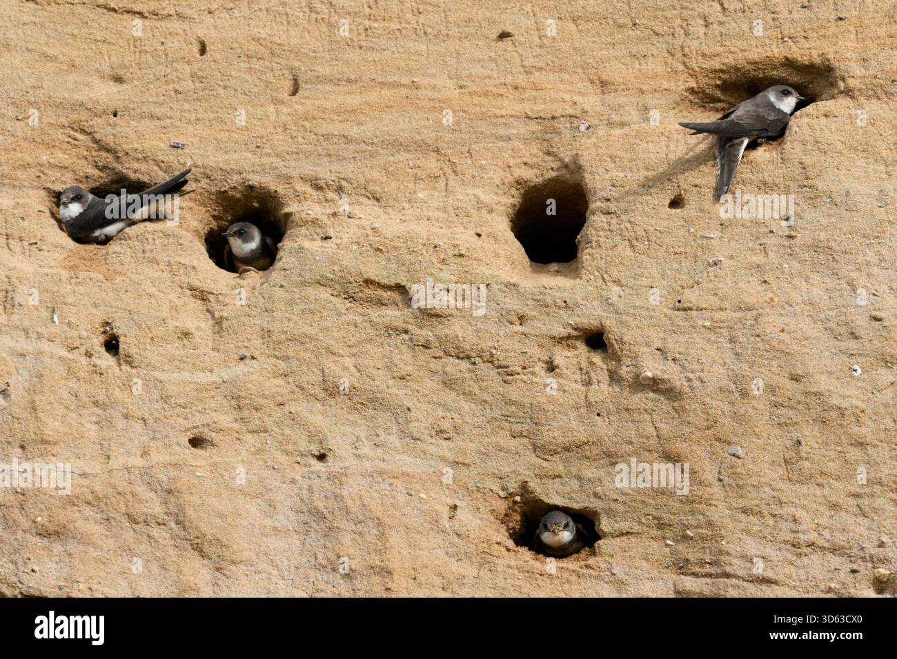Sable Martin / hirondelles de banque / colonie Uferschwalben ( Riparia riparia), perchée à leurs trous de nid dans la pente d'une fosse de sable, faune, Europe. Banque D'Images