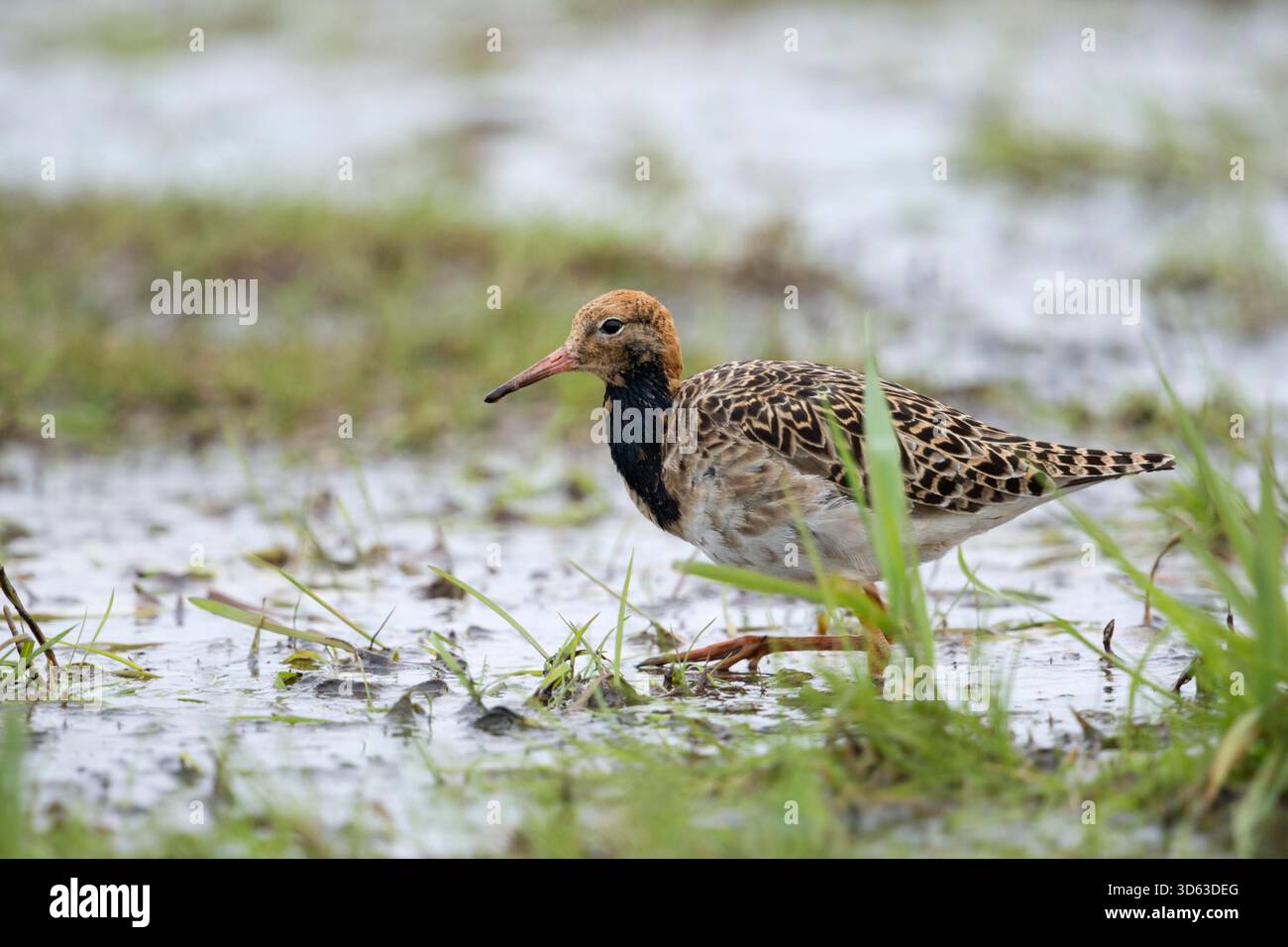 Ruff / Kampflaeufer ( Philomachus pugnax ), reposant sur des prairies inondées pendant la migration printanière, à la recherche de nourriture, de la faune, de l'Europe. Banque D'Images